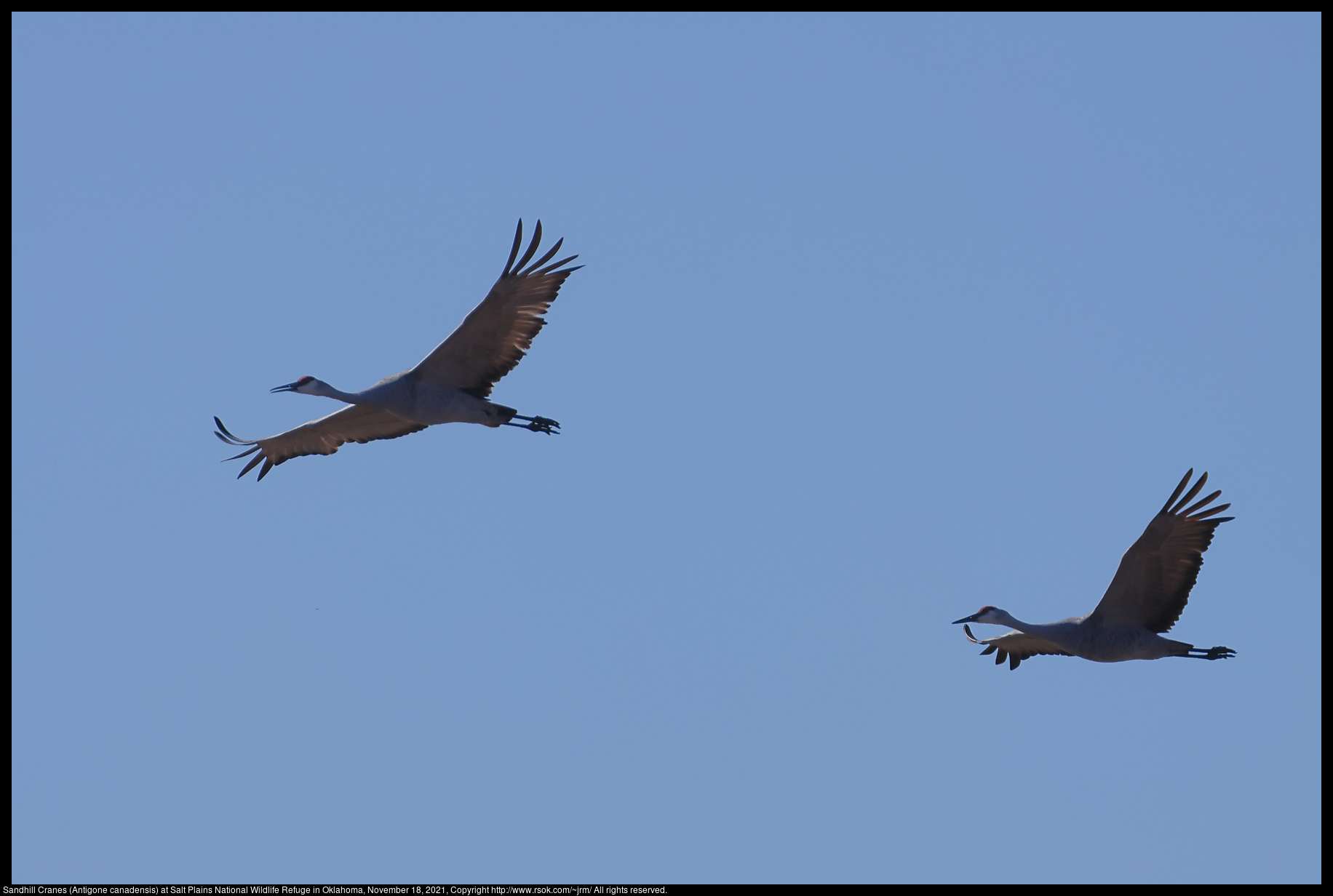 Sandhill Cranes (Antigone canadensis) at Salt Plains National Wildlife Refuge in Oklahoma, November 18, 2021