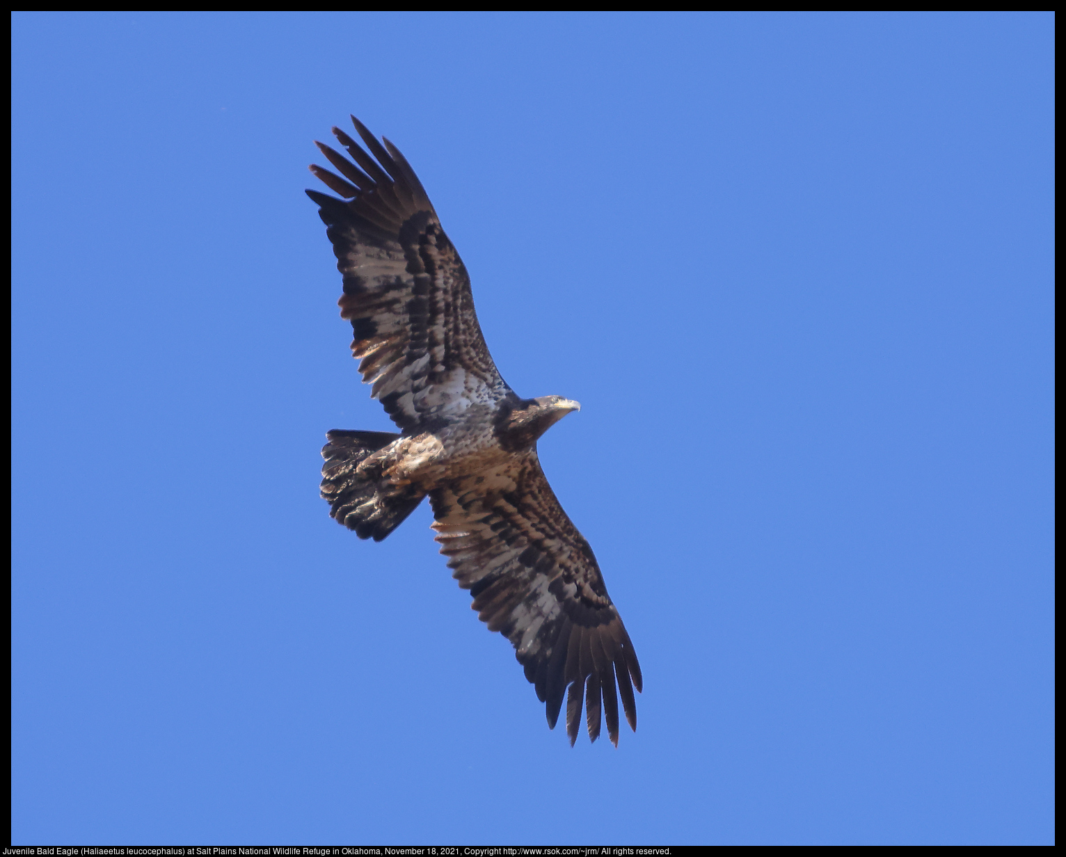 Juvenile Bald Eagle (Haliaeetus leucocephalus) at Salt Plains National Wildlife Refuge in Oklahoma, November 18, 2021