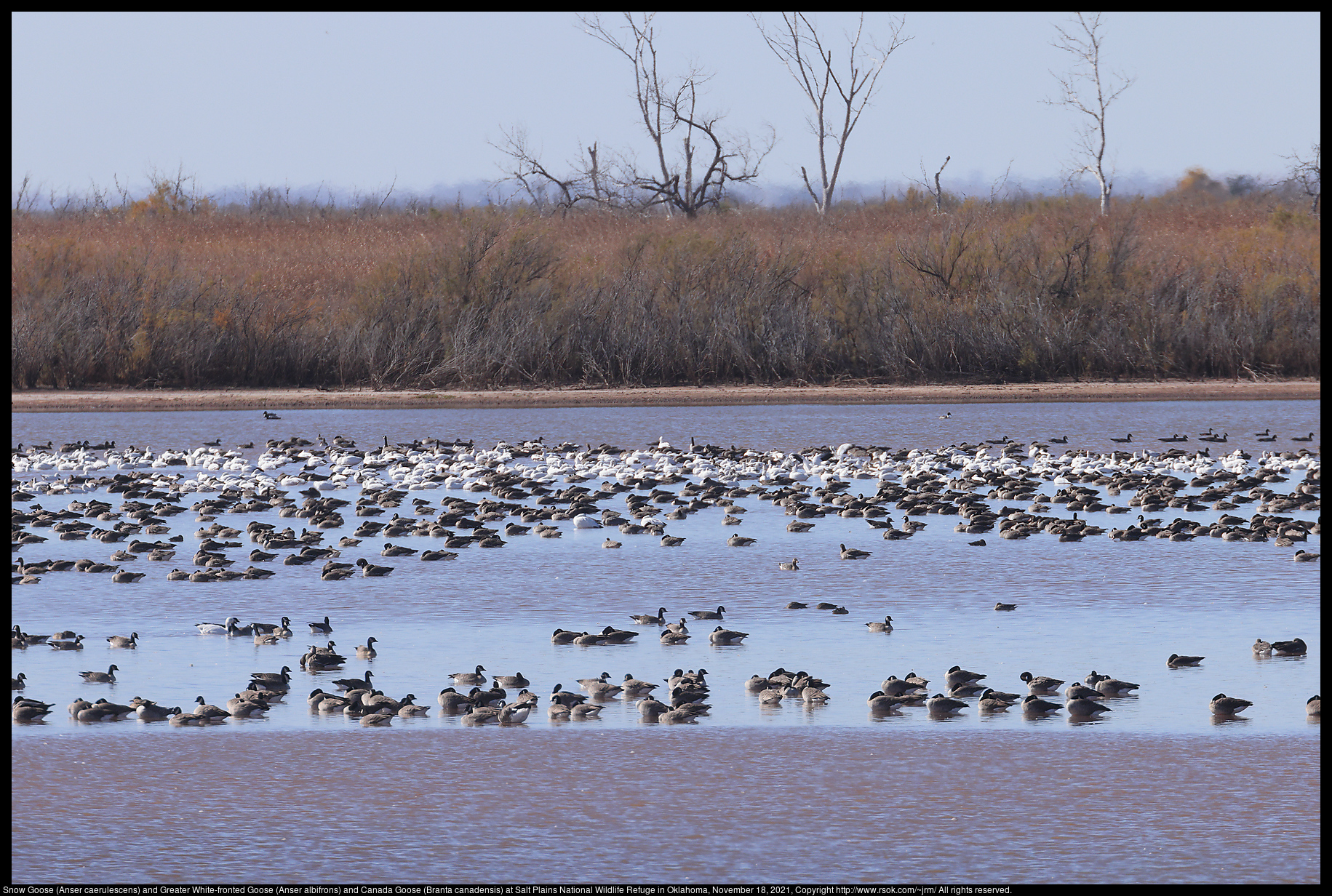 Snow Goose (Anser caerulescens) and Greater White-fronted Goose (Anser albifrons) and Canada Goose (Branta canadensis) at Salt Plains National Wildlife Refuge in Oklahoma, November 18, 2021