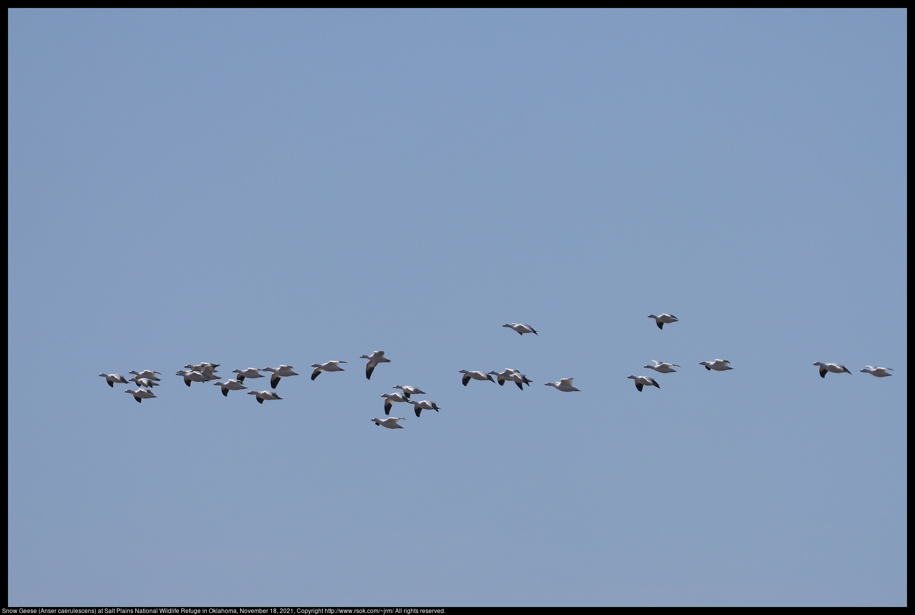 Snow Geese (Anser caerulescens) at Salt Plains National Wildlife Refuge in Oklahoma, November 18, 2021