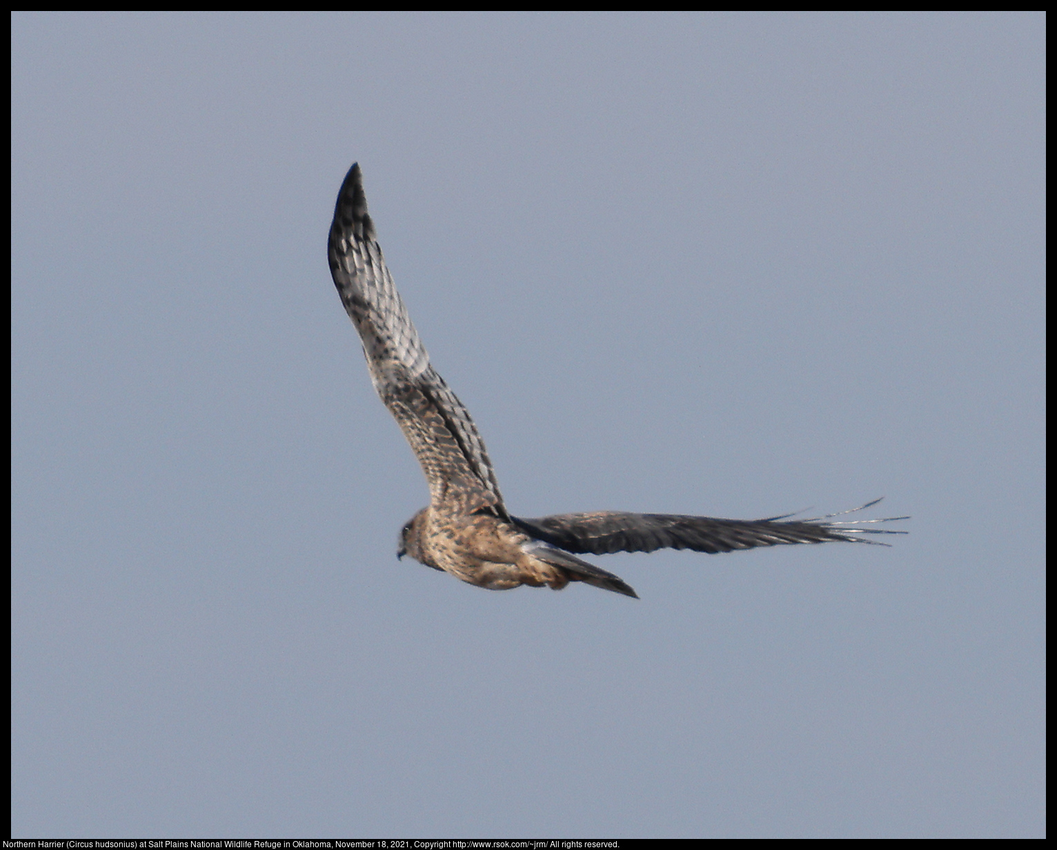 Northern Harrier (Circus hudsonius) at Salt Plains National Wildlife Refuge in Oklahoma, November 18, 2021