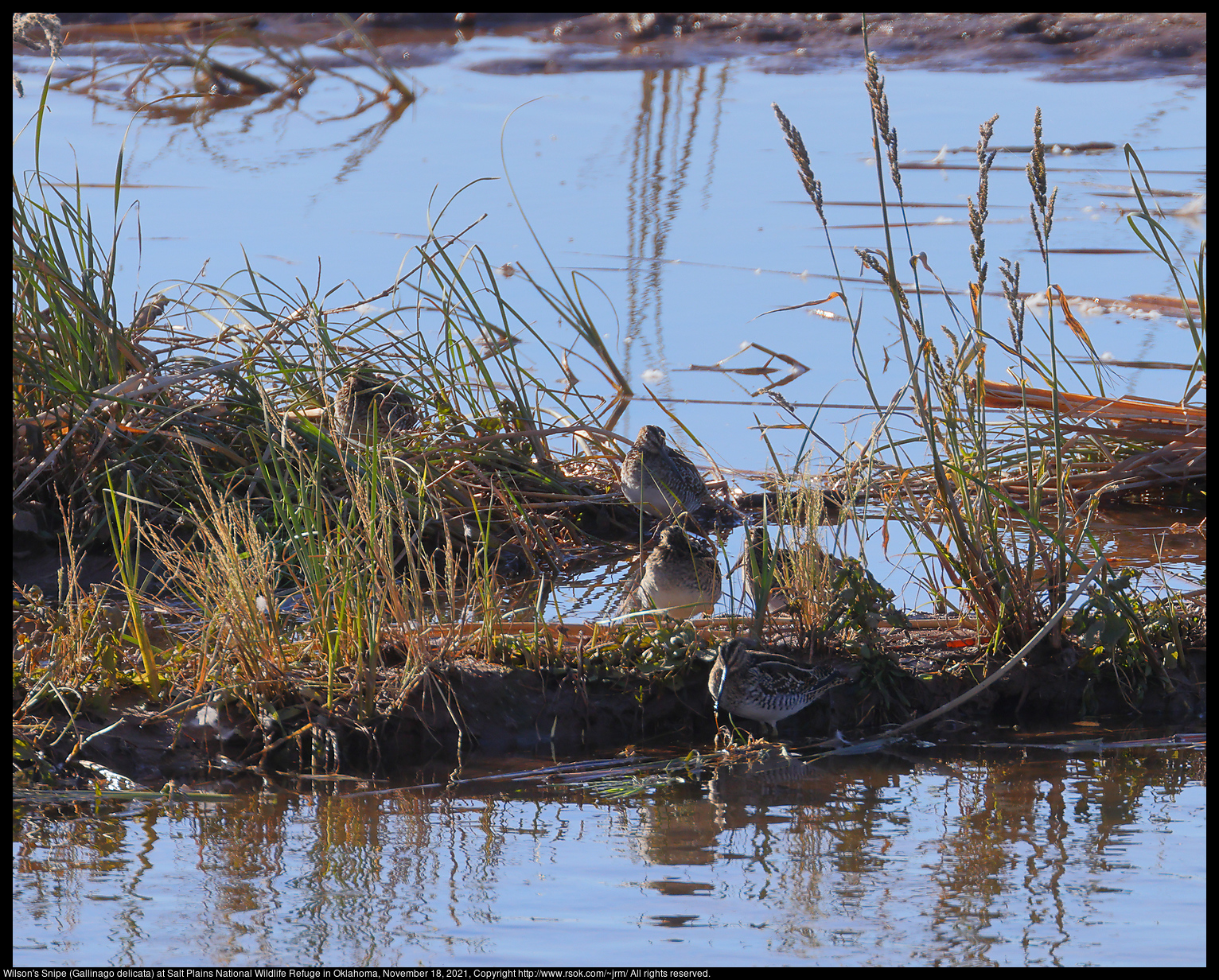 Wilson's Snipe (Gallinago delicata) at Salt Plains National Wildlife Refuge in Oklahoma, November 18, 2021