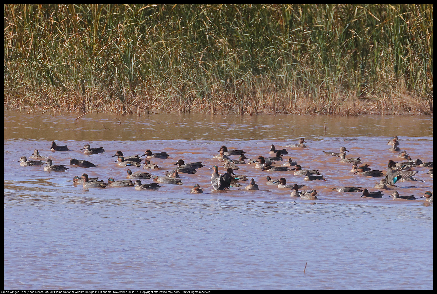 Green-winged Teal (Anas crecca) at Salt Plains National Wildlife Refuge in Oklahoma, November 18, 2021