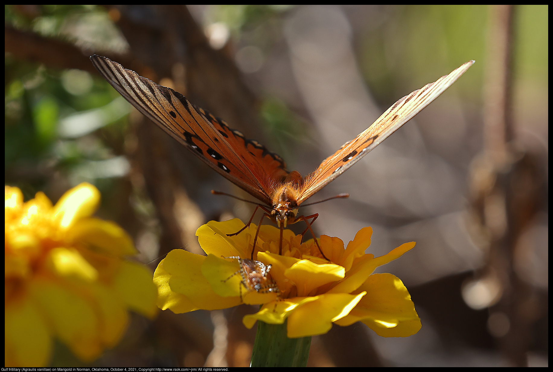 Gulf fritillary (Agraulis vanillae) on Marigold in Norman, Oklahoma, October 4, 2021