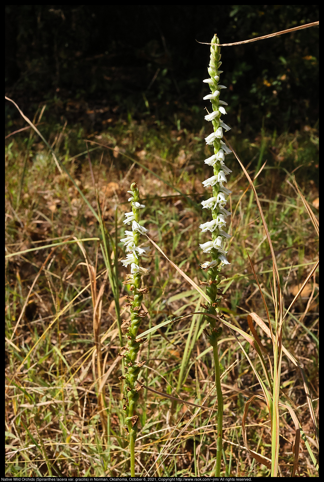 Native Wild Orchids (Spiranthes lacera var. gracilis) in Norman, Oklahoma, October 6, 2021