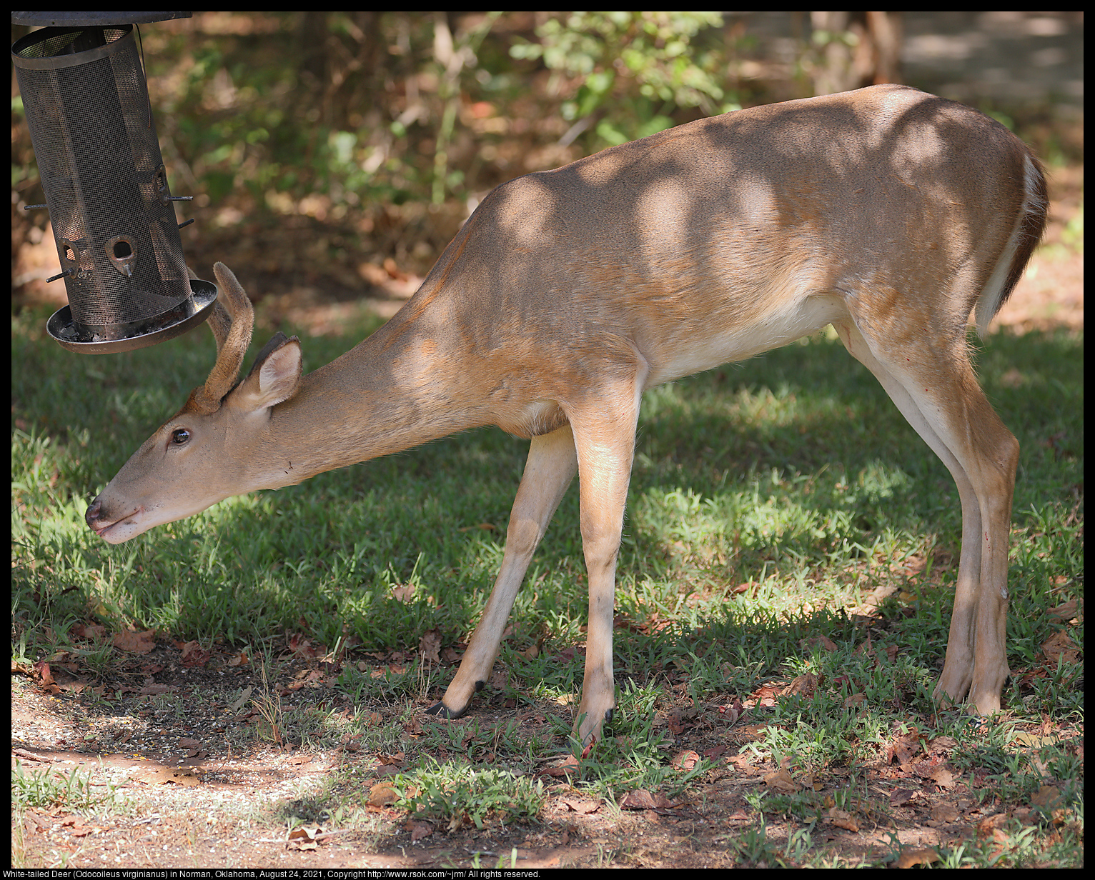 White-tailed Deer (Odocoileus virginianus) in Norman, Oklahoma, August 24, 2021