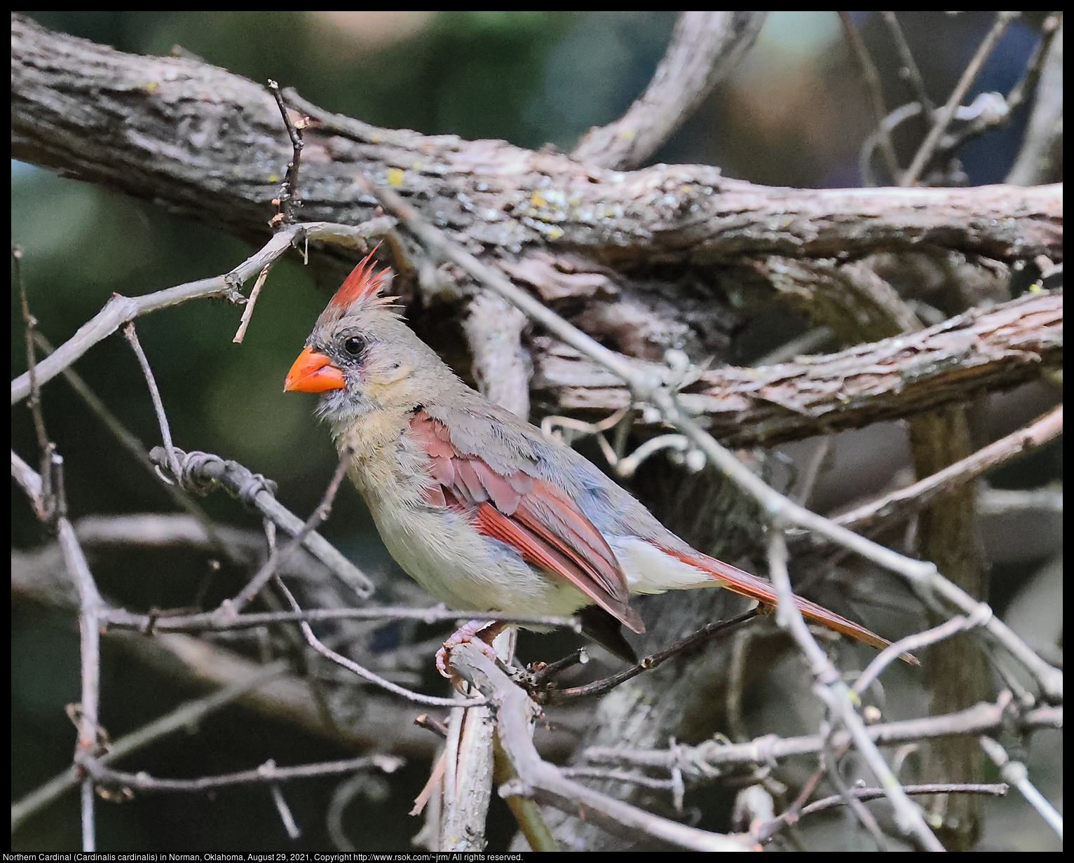 Northern Cardinal (Cardinalis cardinalis) in Norman, Oklahoma, August 29, 2021