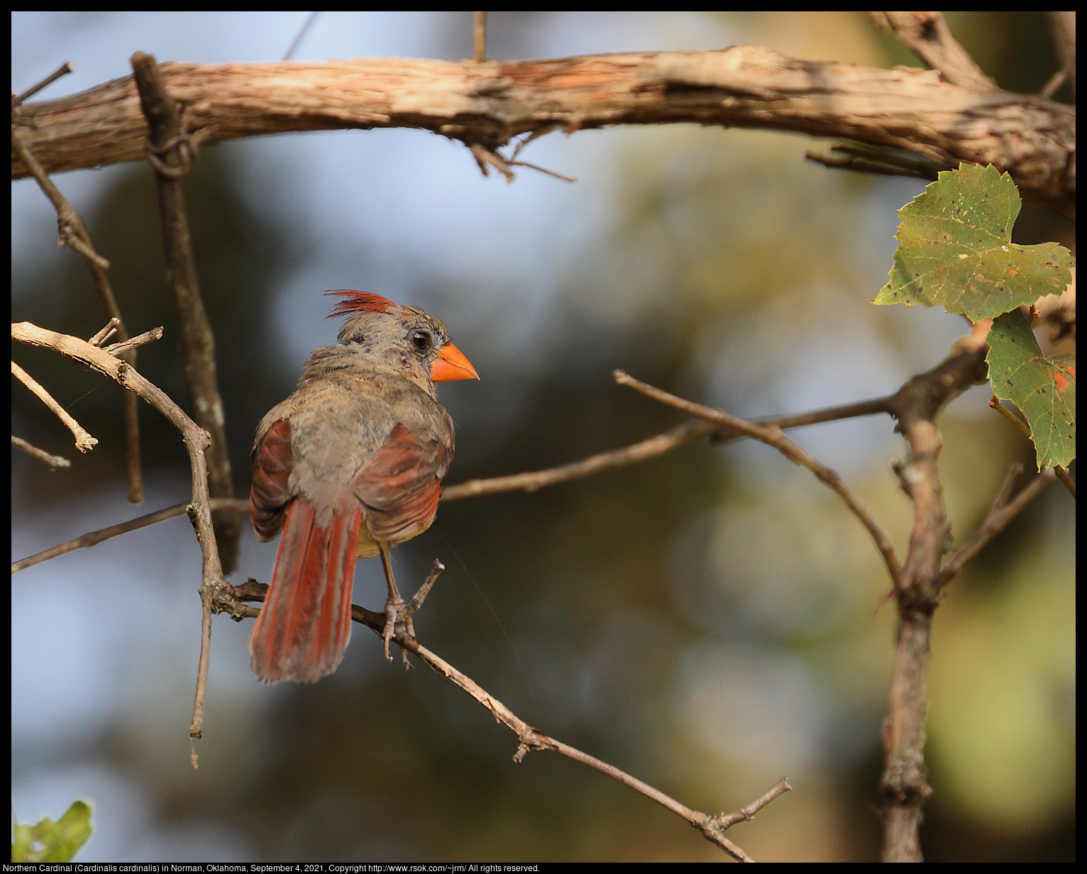 Northern Cardinal (Cardinalis cardinalis) in Norman, Oklahoma, September 4, 2021