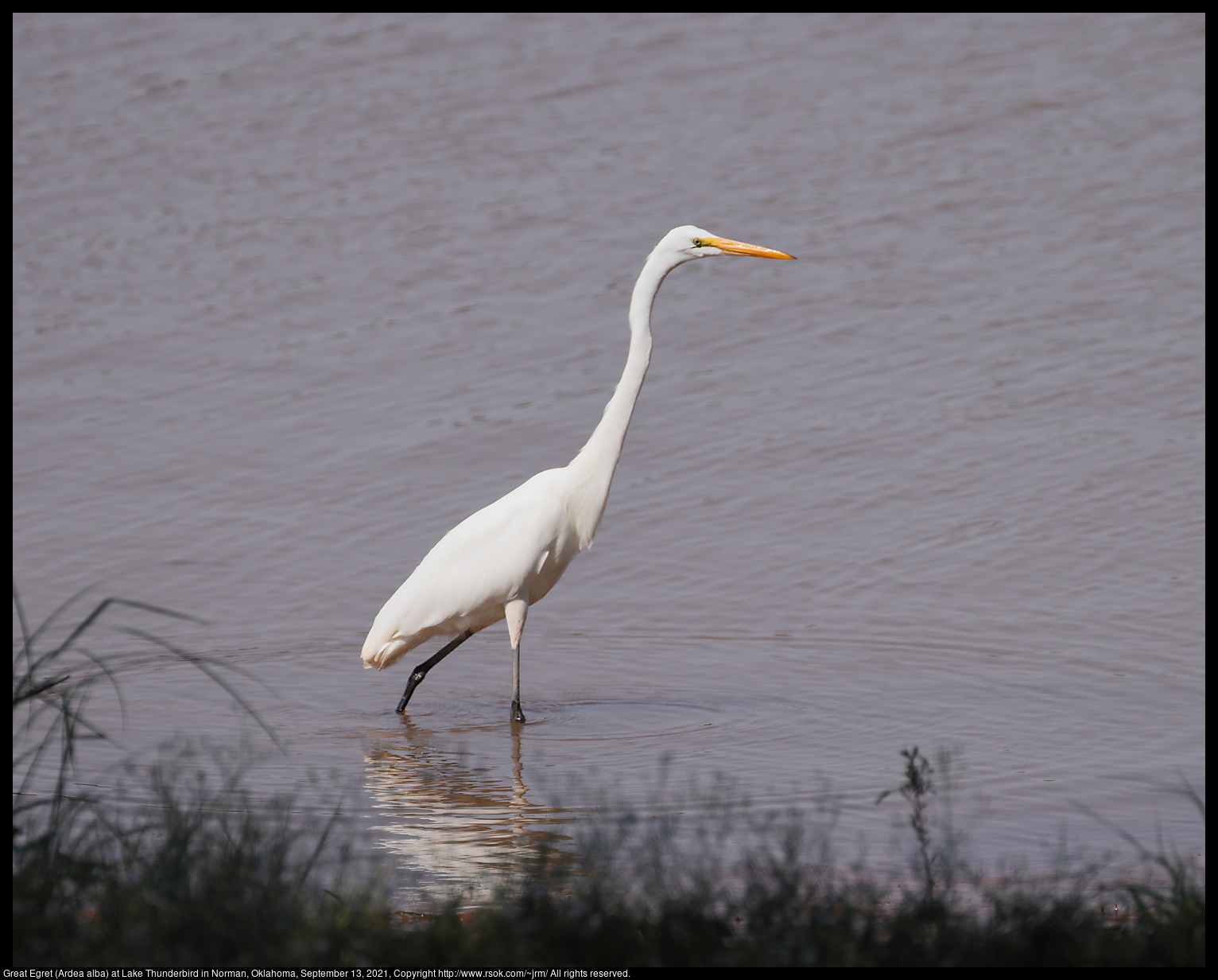 Great Egret (Ardea alba) at Lake Thunderbird in Norman, Oklahoma, September 13, 2021