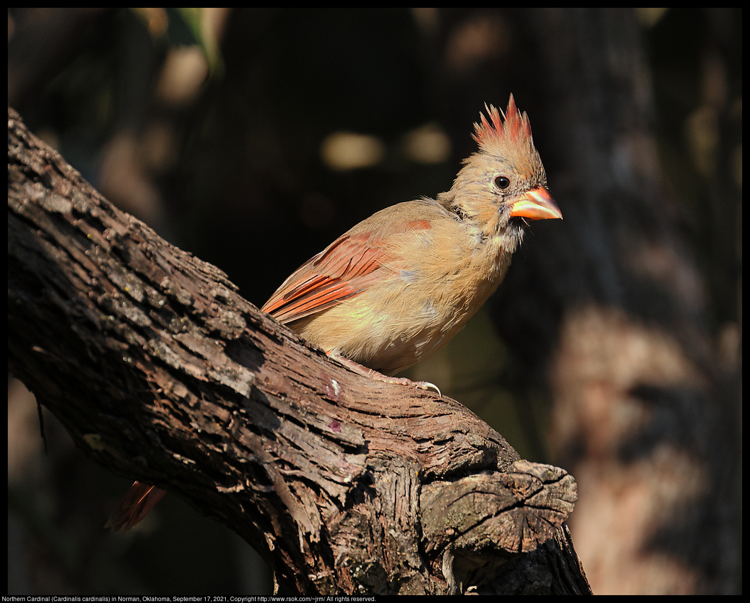 Northern Cardinal (Cardinalis cardinalis) in Norman, Oklahoma, September 17, 2021