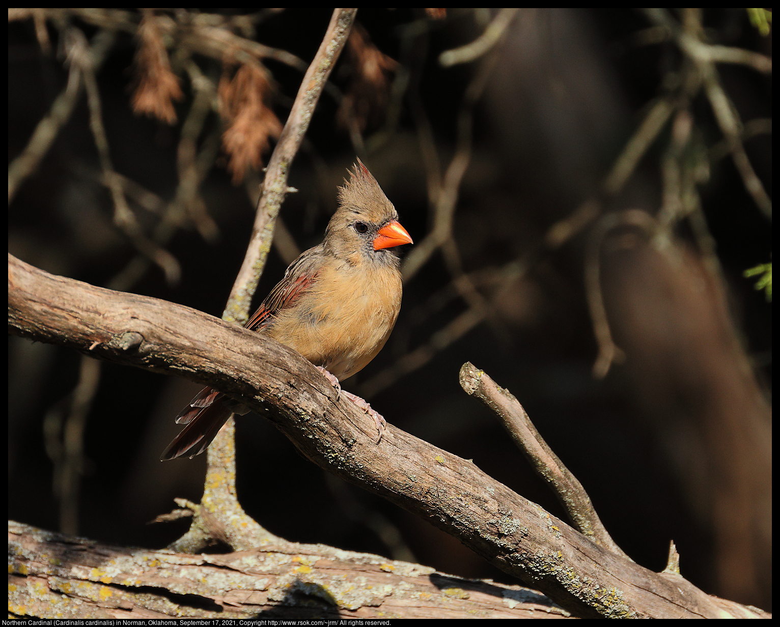 Northern Cardinal (Cardinalis cardinalis) in Norman, Oklahoma, September 17, 2021