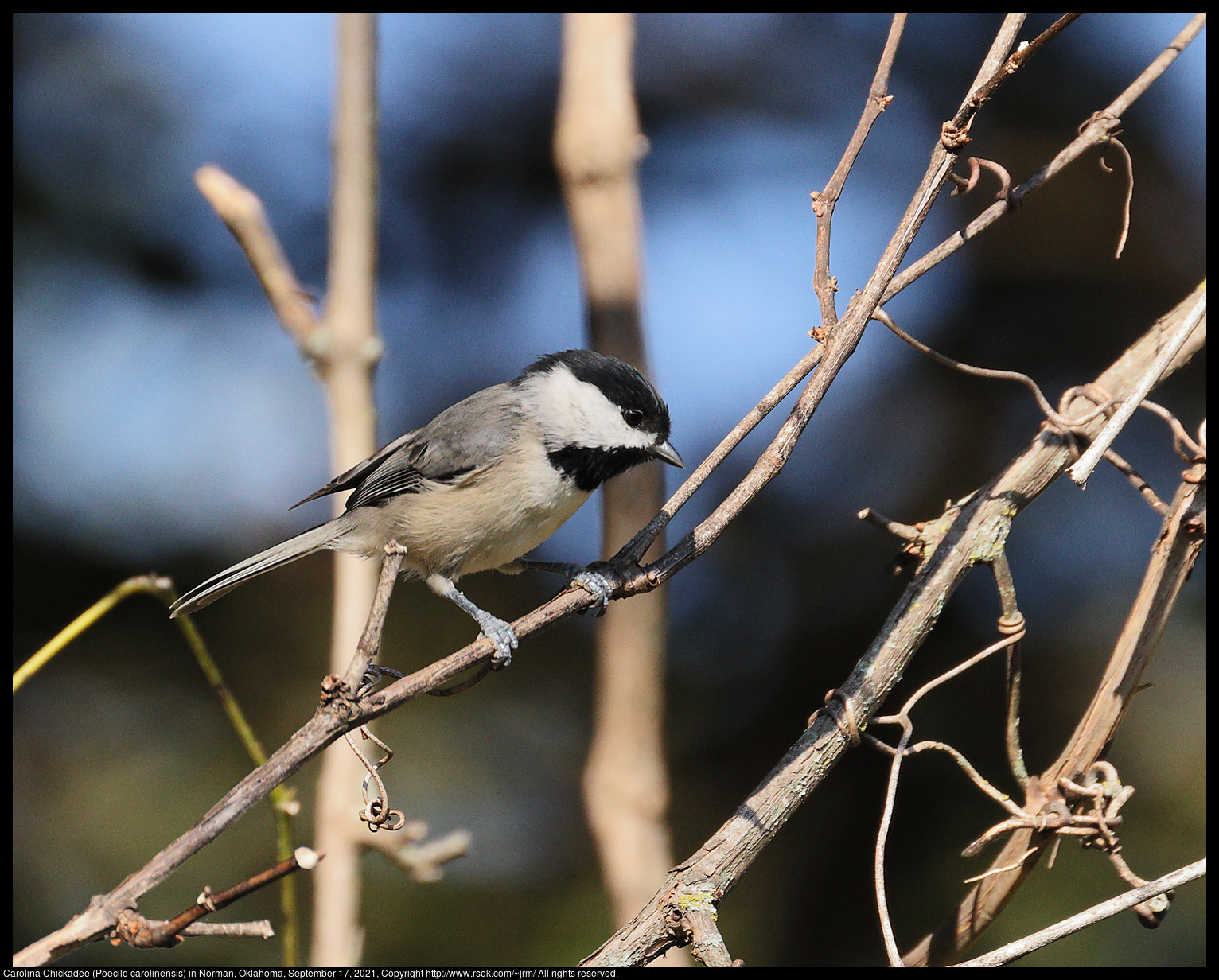 Carolina Chickadee (Poecile carolinensis) in Norman, Oklahoma, September 17, 2021