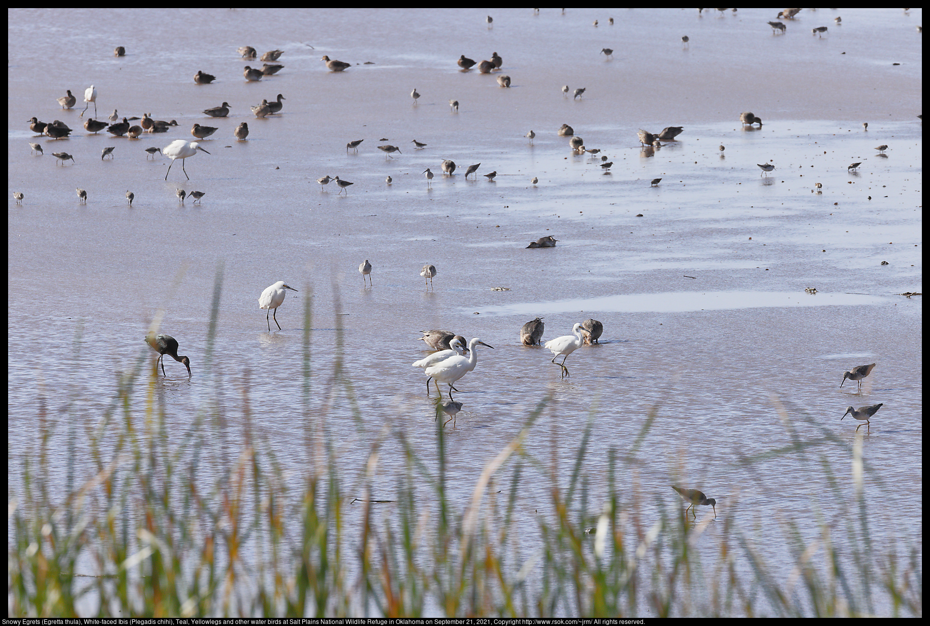 Snowy Egrets (Egretta thula), White-faced Ibis (Plegadis chihi), Teal, Yellowlegs and other water birds at Salt Plains National Wildlife Refuge in Oklahoma on September 21, 2021