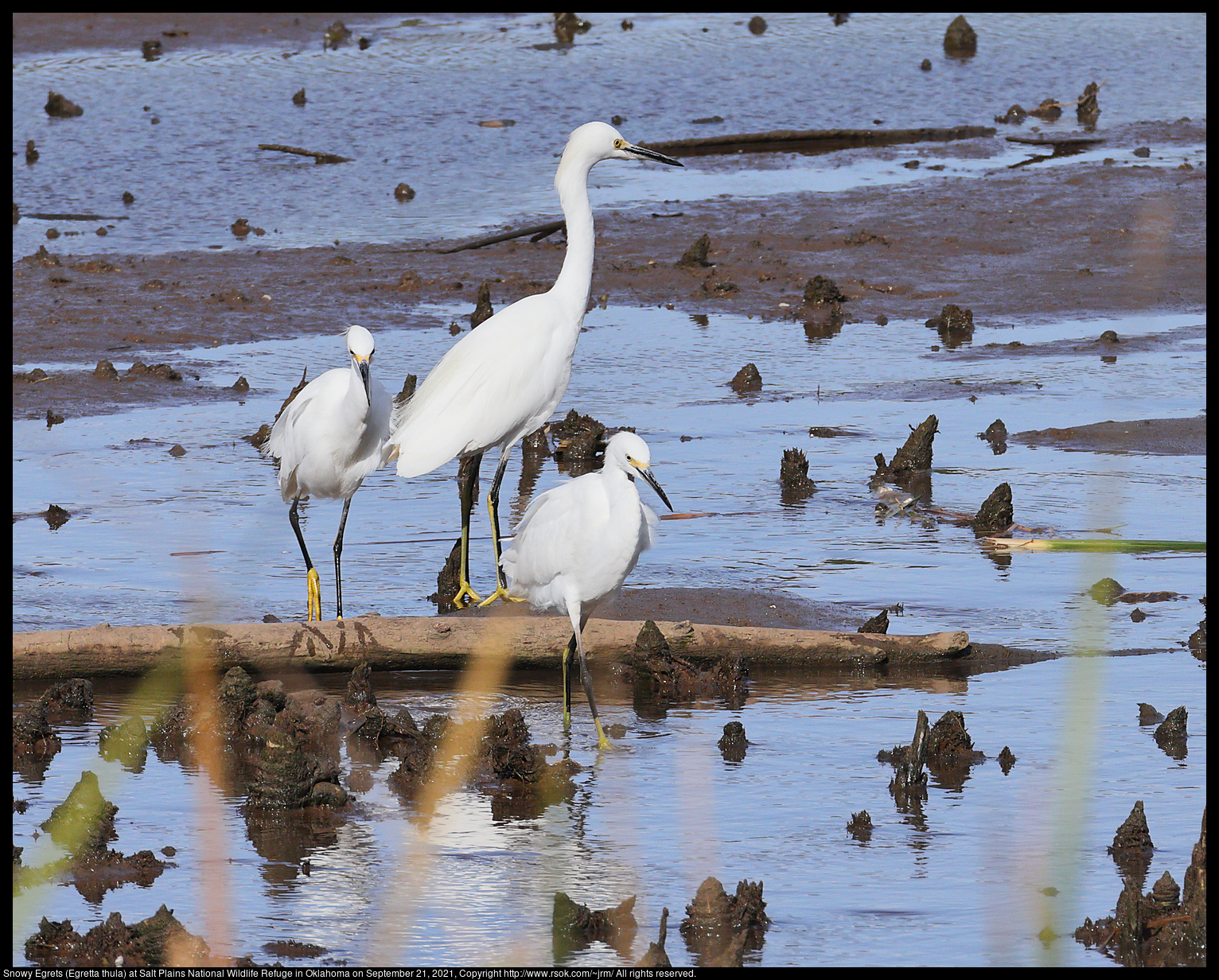 Snowy Egrets (Egretta thula) at Salt Plains National Wildlife Refuge in Oklahoma on September 21, 2021