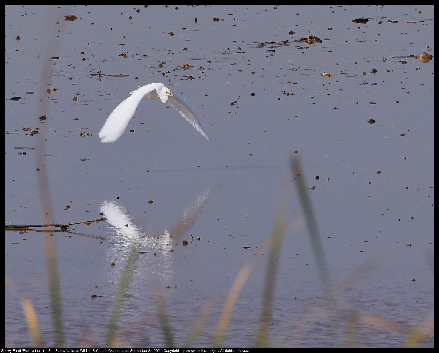 Snowy Egret (Egretta thula) at Salt Plains National Wildlife Refuge in Oklahoma on September 21, 2021