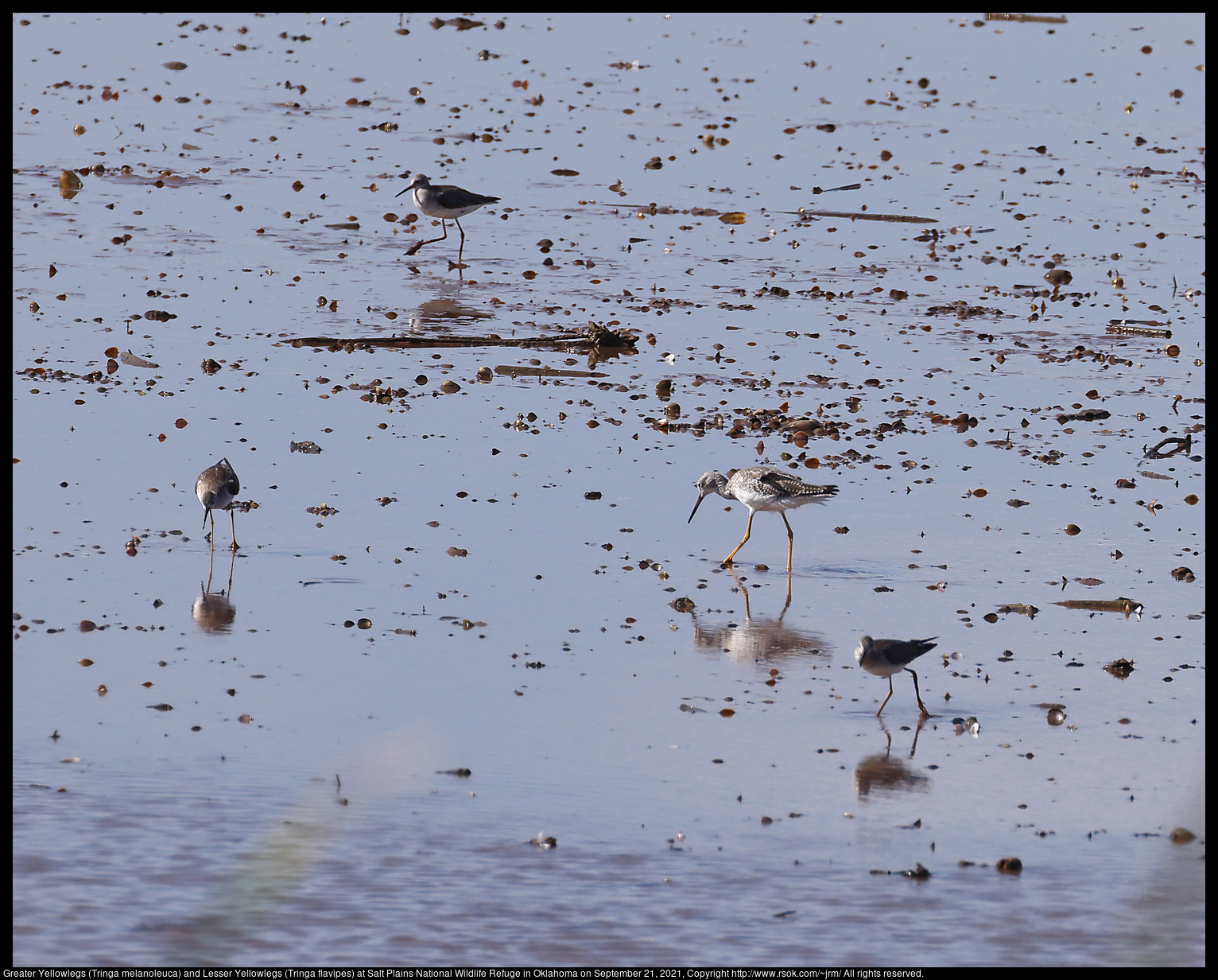 Greater Yellowlegs (Tringa melanoleuca) and Lesser Yellowlegs (Tringa flavipes) at Salt Plains National Wildlife Refuge in Oklahoma on September 21, 2021