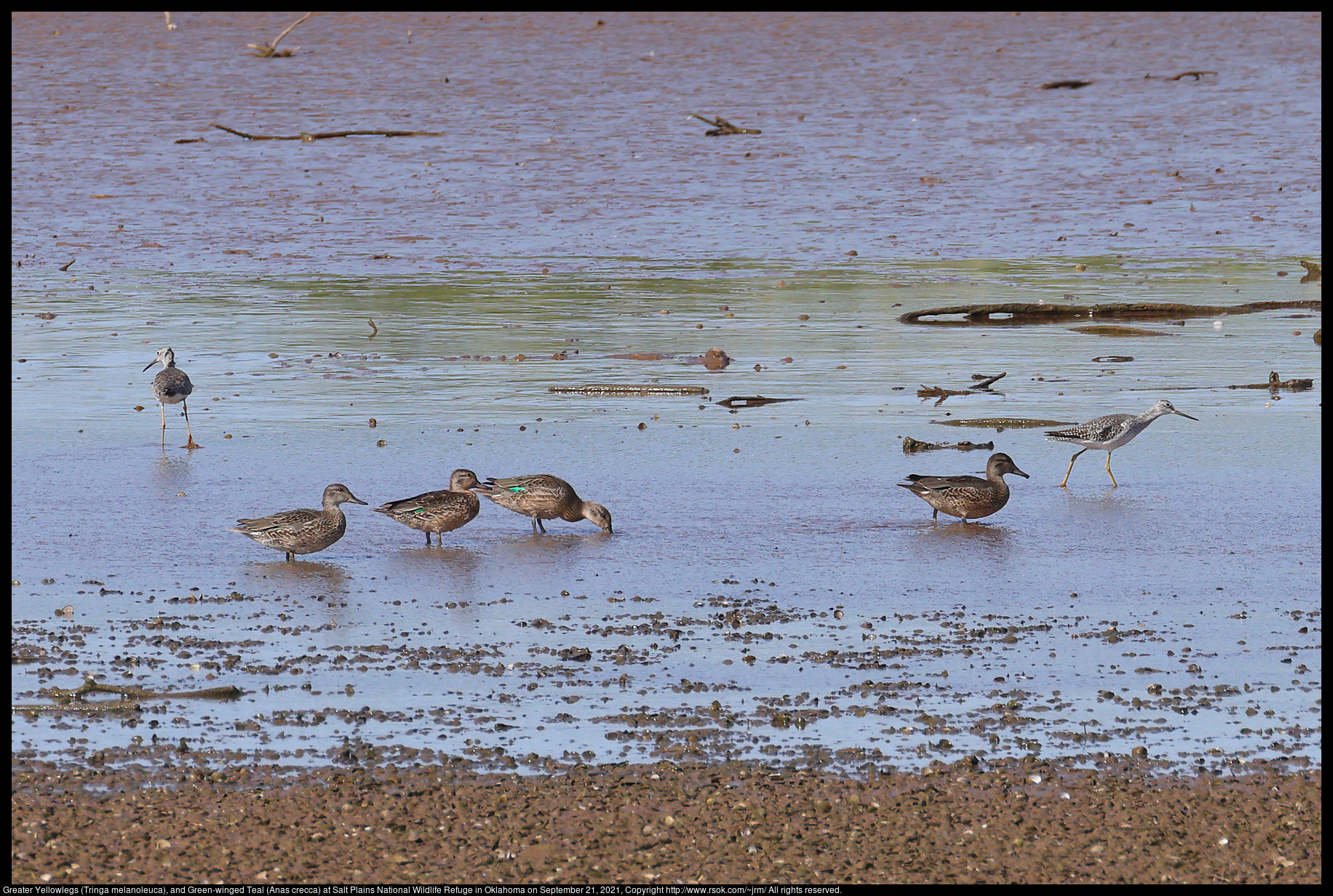 Greater Yellowlegs (Tringa melanoleuca), and Green-winged Teal (Anas crecca) at Salt Plains National Wildlife Refuge in Oklahoma on September 21, 2021