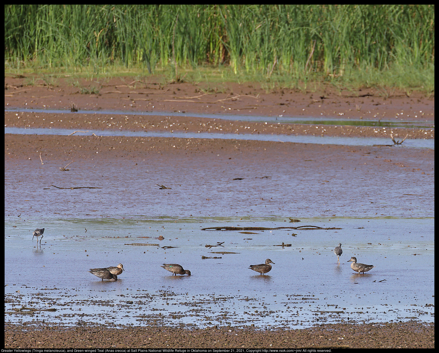 Greater Yellowlegs (Tringa melanoleuca), and Green-winged Teal (Anas crecca) at Salt Plains National Wildlife Refuge in Oklahoma on September 21, 2021