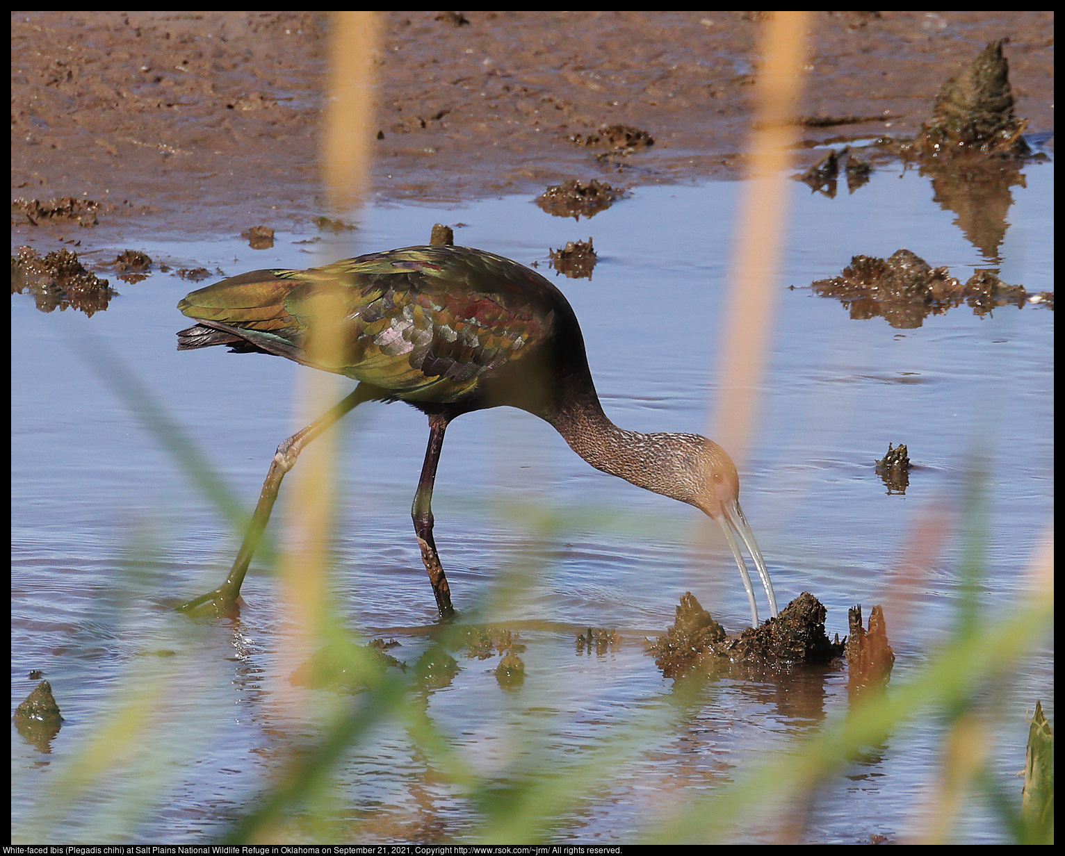 White-faced Ibis (Plegadis chihi) at Salt Plains National Wildlife Refuge in Oklahoma on September 21, 2021