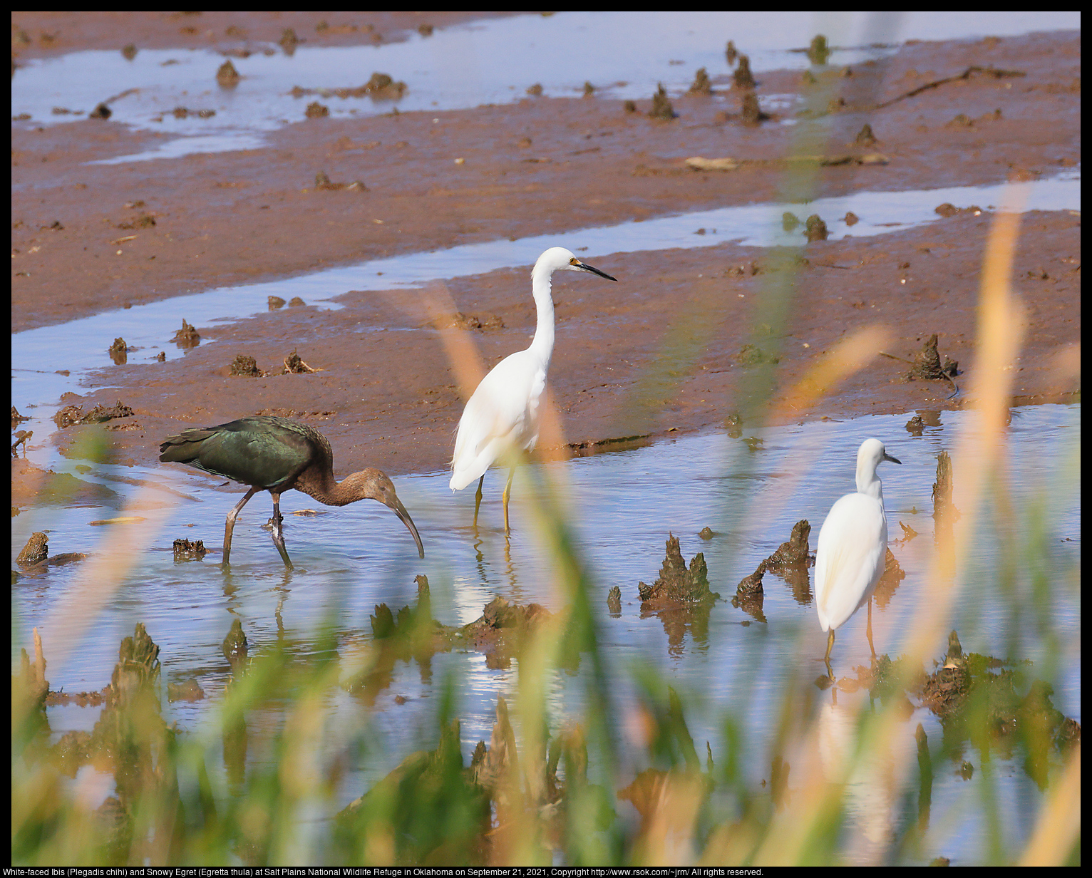 White-faced Ibis (Plegadis chihi) and Snowy Egret (Egretta thula) at Salt Plains National Wildlife Refuge in Oklahoma on September 21, 2021