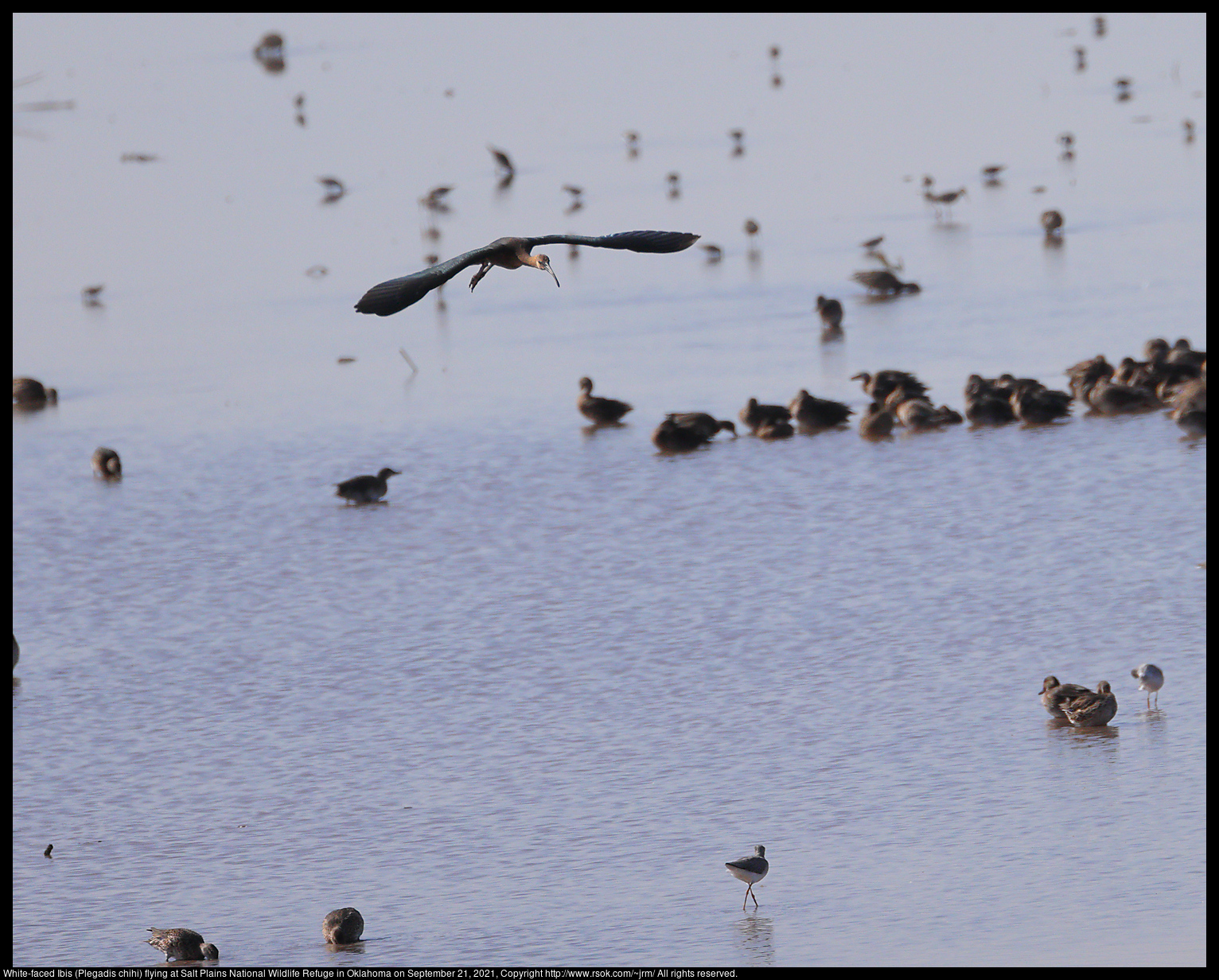 White-faced Ibis (Plegadis chihi) flying at Salt Plains National Wildlife Refuge in Oklahoma on September 21, 2021