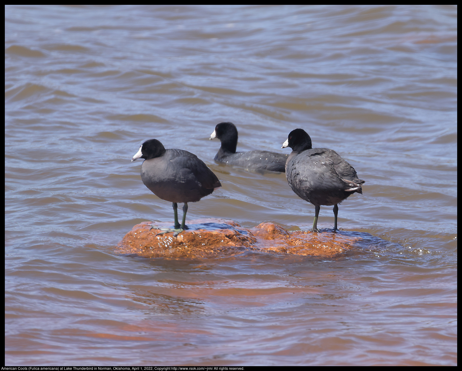 American Coots (Fulica americana) at Lake Thunderbird in Norman, Oklahoma, April 1, 2022