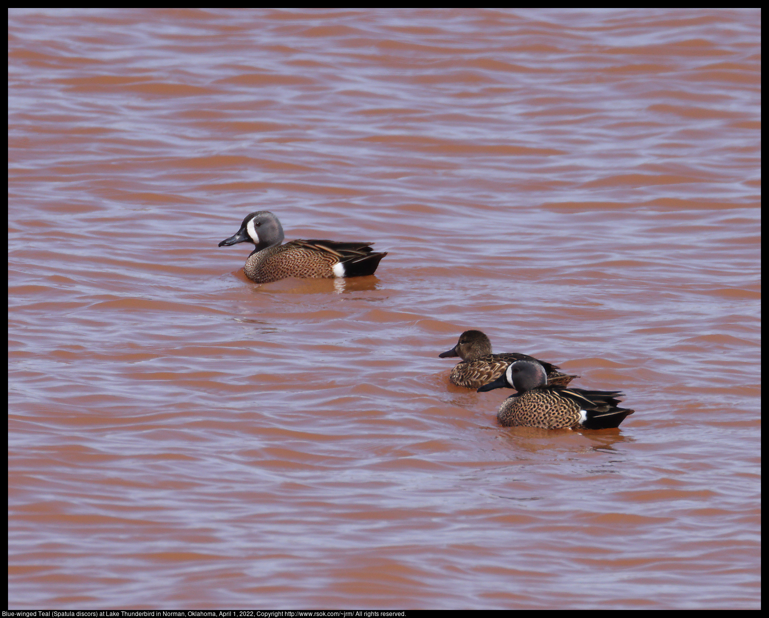 Blue-winged Teal (Spatula discors) at Lake Thunderbird in Norman, Oklahoma, April 1, 2022