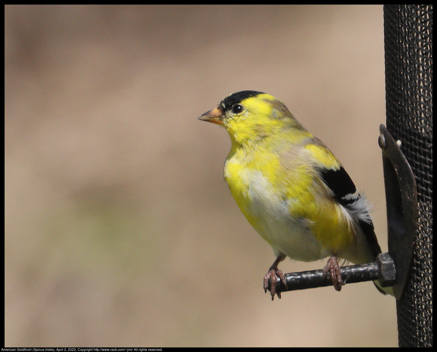 American Goldfinch (Spinus tristis), April 2, 2022