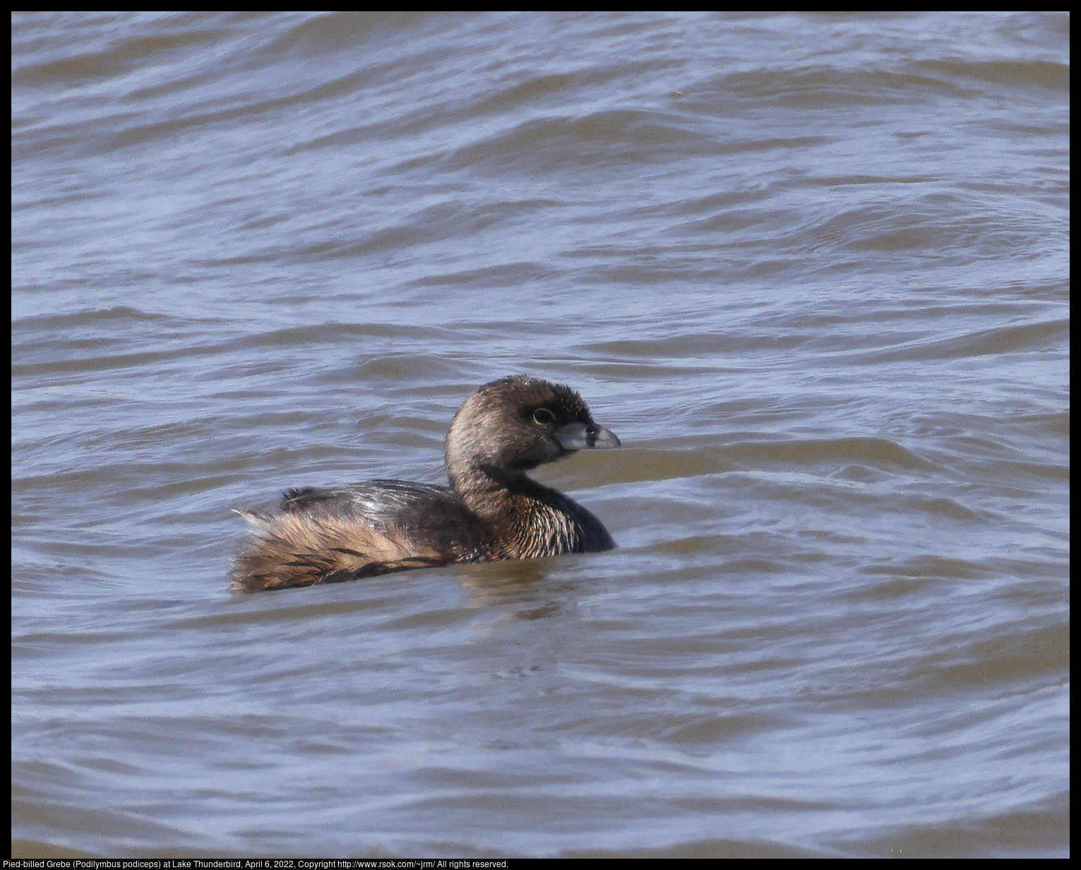 Pied-billed Grebe (Podilymbus podiceps) at Lake Thunderbird, April 6, 2022