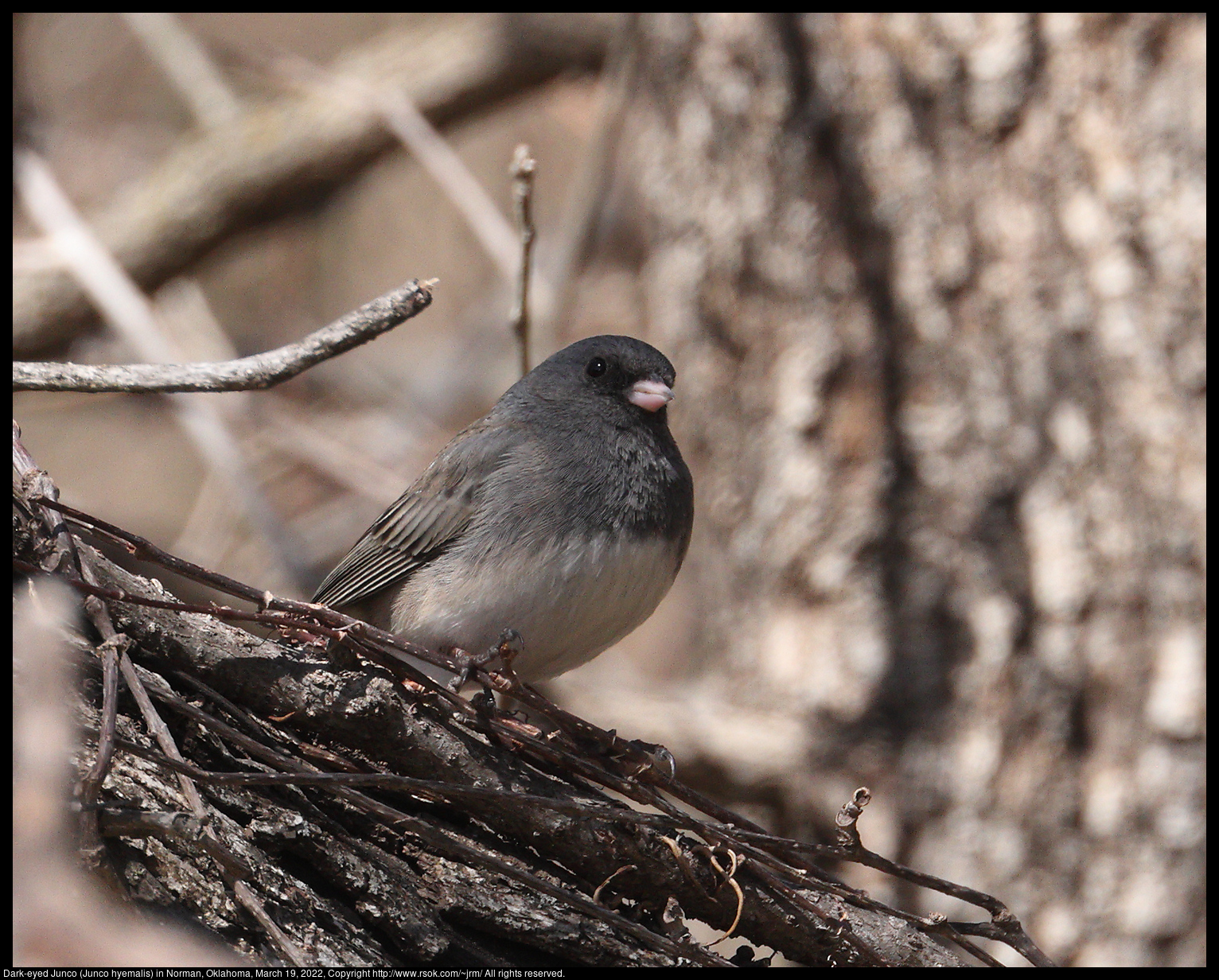 Dark-eyed Junco (Junco hyemalis) in Norman, Oklahoma, March 19, 2022