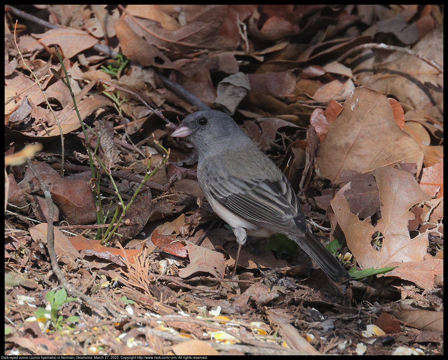 Dark-eyed Junco (Junco hyemalis) in Norman, Oklahoma, March 27, 2022