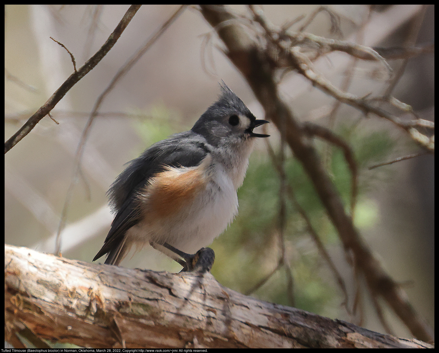 Tufted Titmouse (Baeolophus bicolor) in Norman, Oklahoma, March 28, 2022