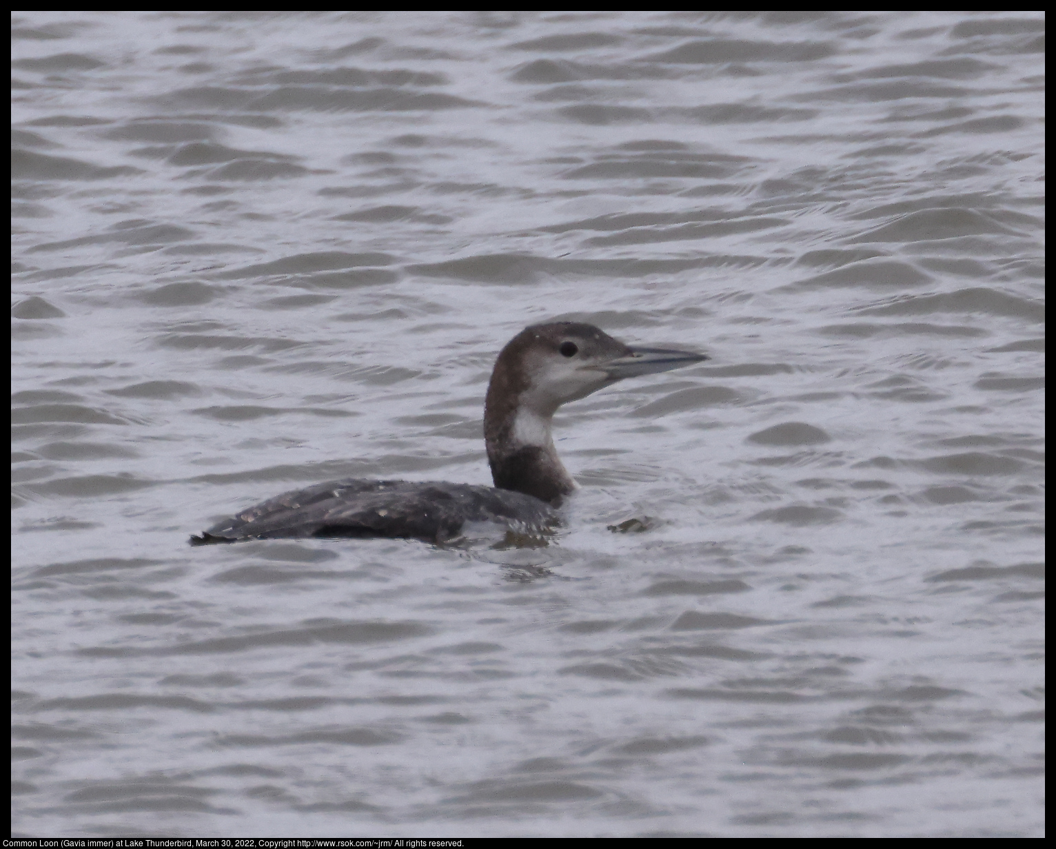 Common Loon (Gavia immer) at Lake Thunderbird, March 30, 2022