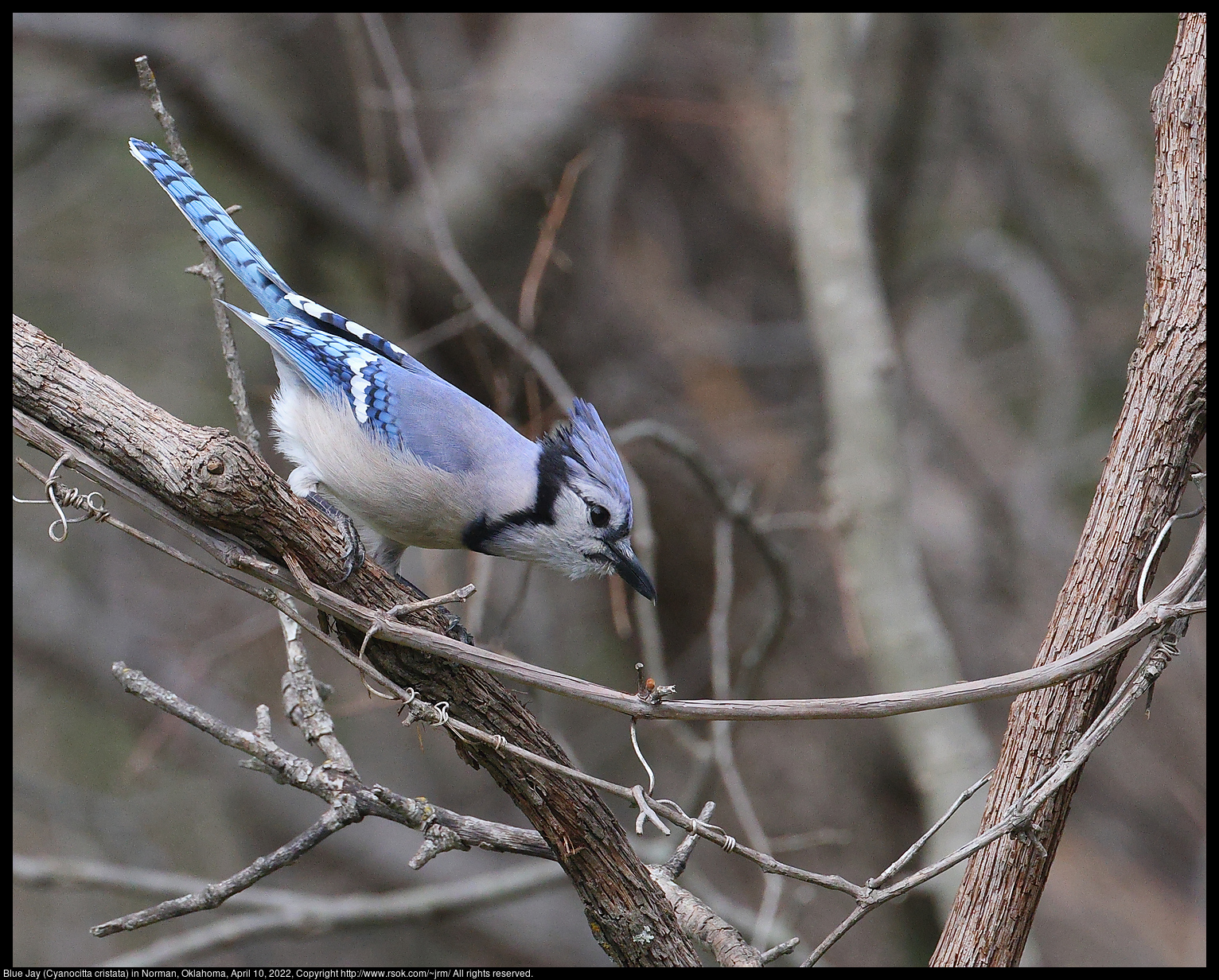 Blue Jay (Cyanocitta cristata) in Norman, Oklahoma, April 10, 2022