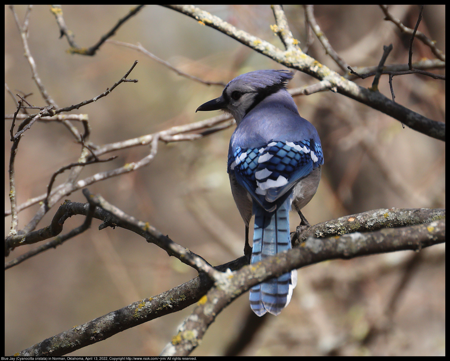 Blue Jay (Cyanocitta cristata) in Norman, Oklahoma, April 13, 2022