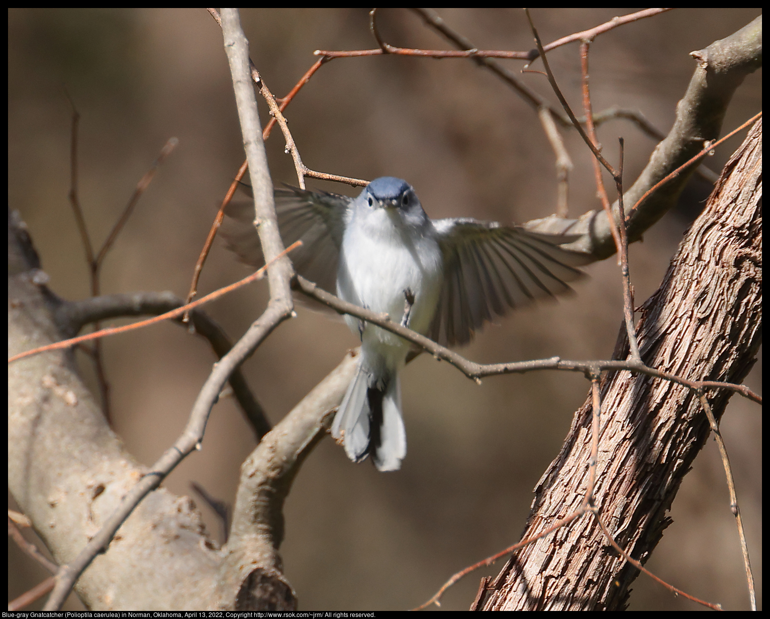 Blue-gray Gnatcatcher (Polioptila caerulea) in Norman, Oklahoma, April 13, 2022