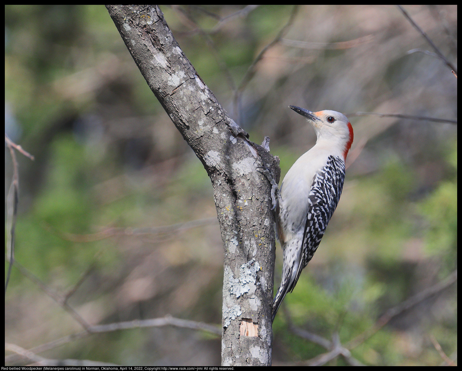 Red-bellied Woodpecker (Melanerpes carolinus) in Norman, Oklahoma, April 14, 2022