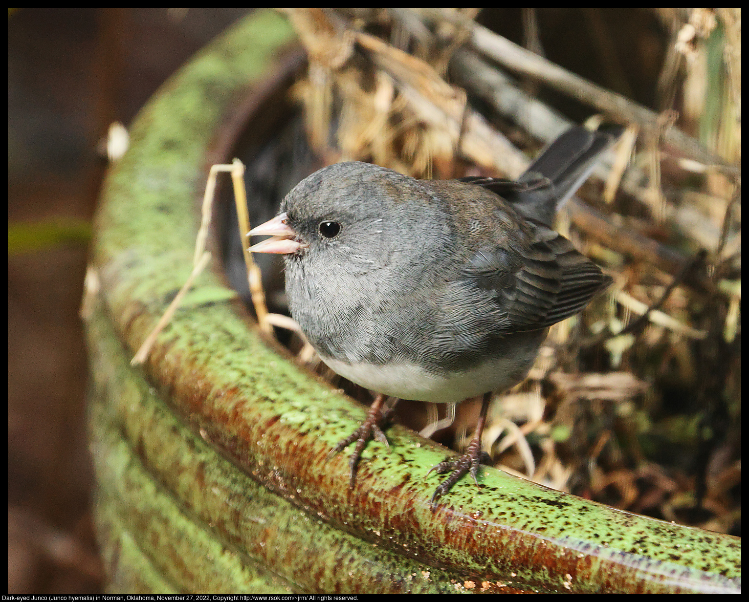 Dark-eyed Junco (Junco hyemalis) in Norman, Oklahoma, November 27, 2022