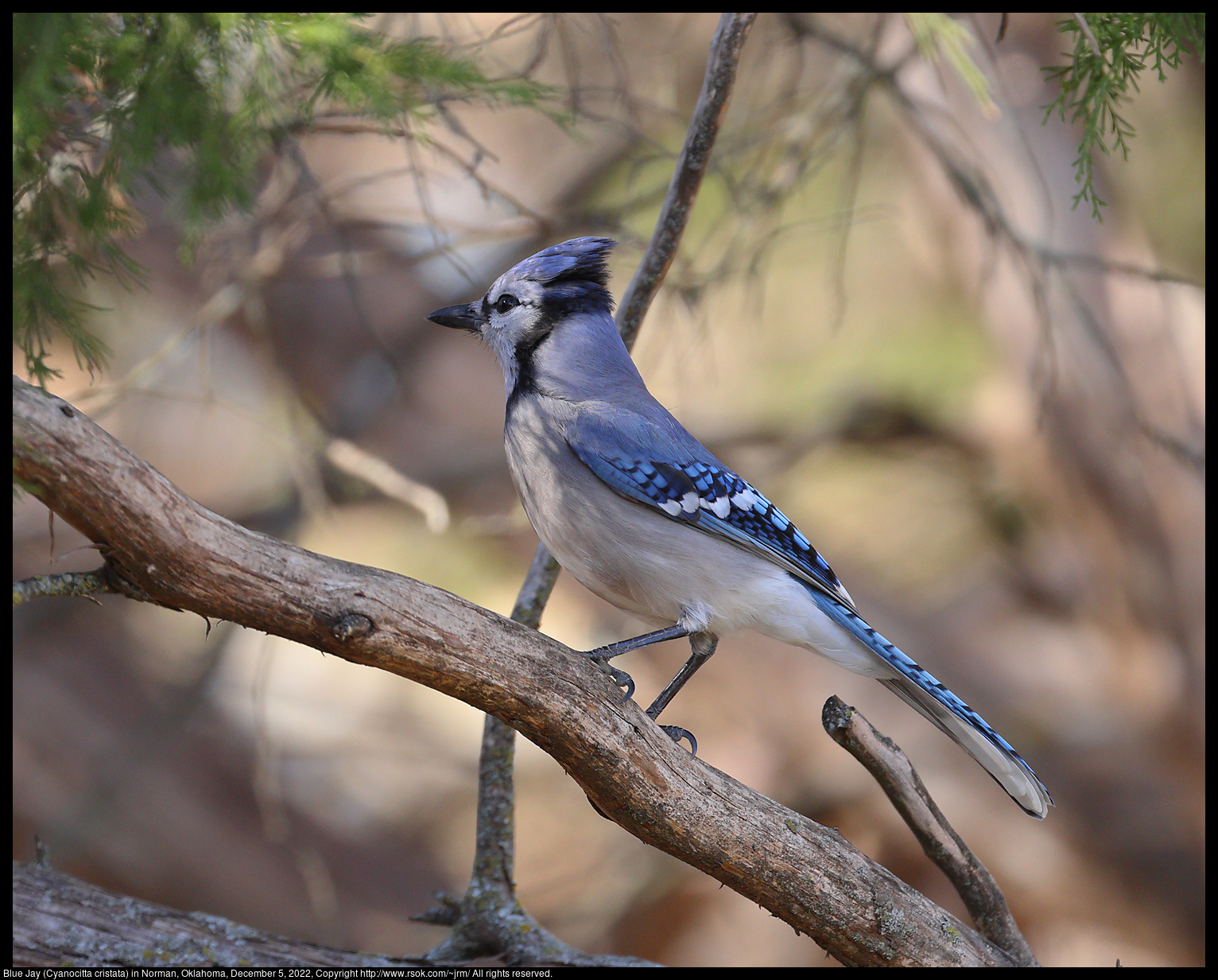 Blue Jay (Cyanocitta cristata) in Norman, Oklahoma, December 5, 2022