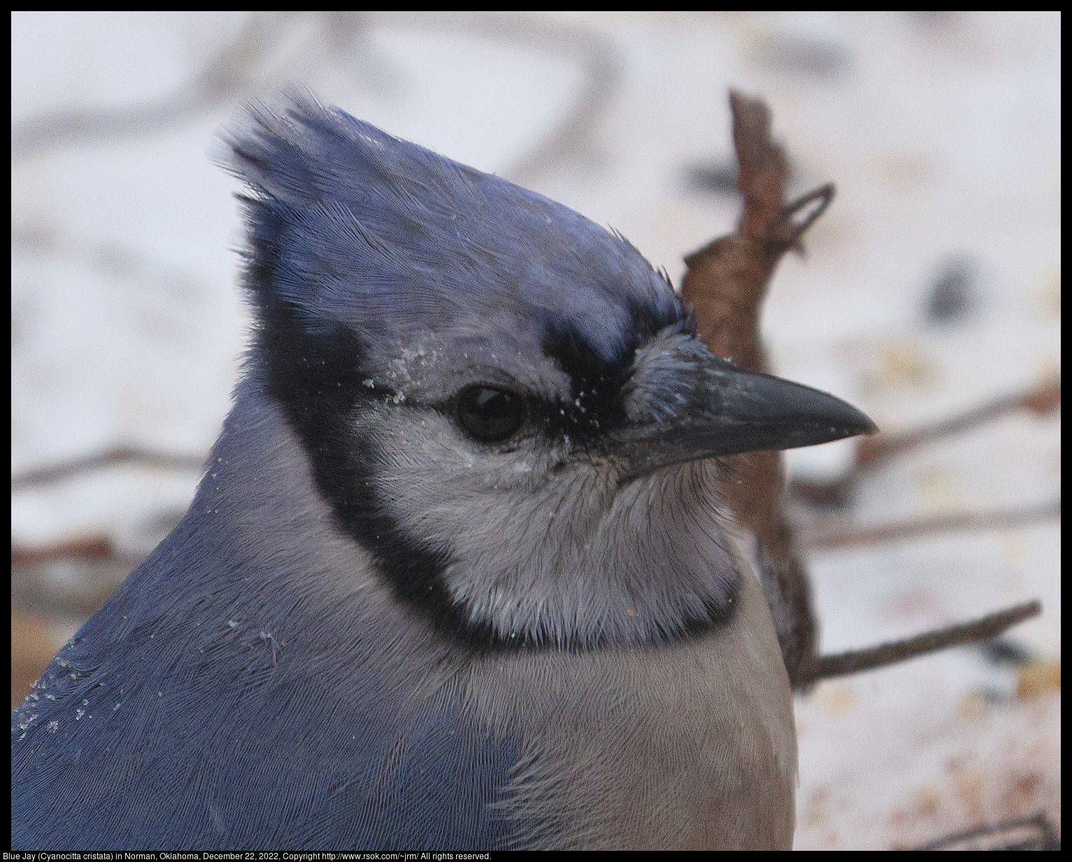 Blue Jay (Cyanocitta cristata) in Norman, Oklahoma, December 22, 2022