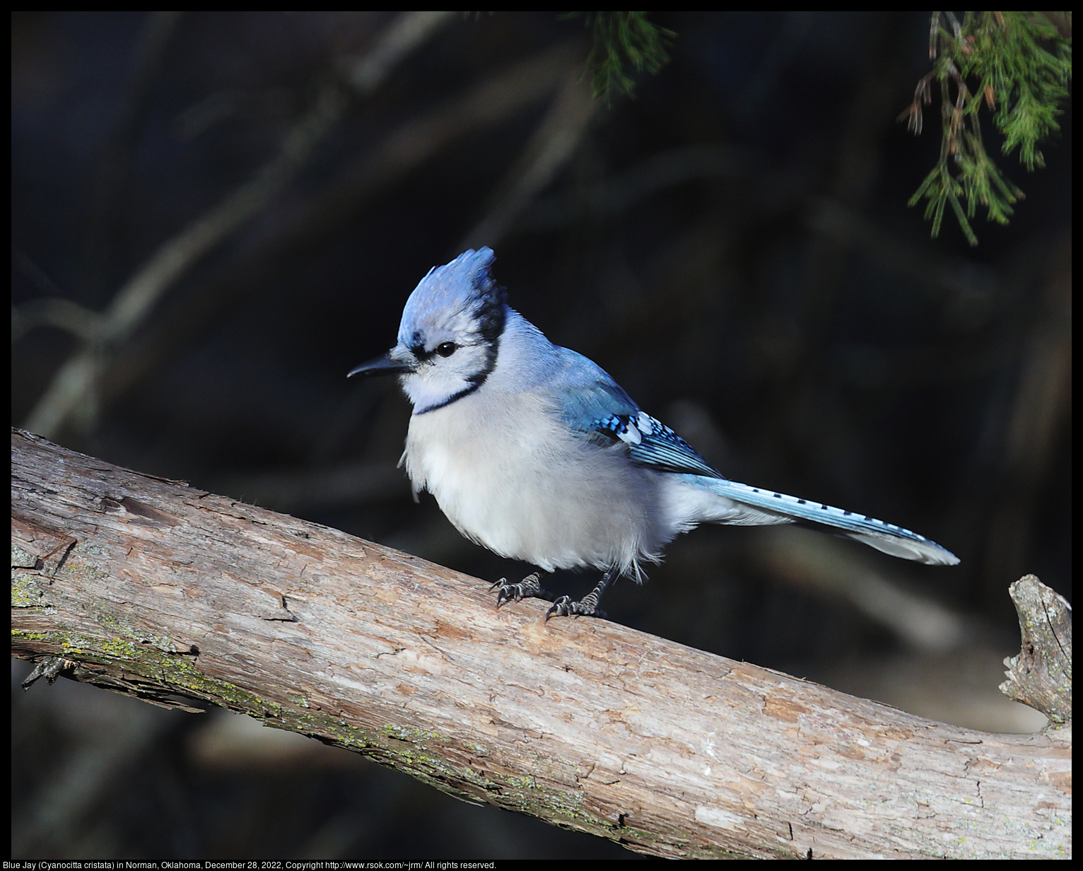 Blue Jay (Cyanocitta cristata) in Norman, Oklahoma, December 28, 2022