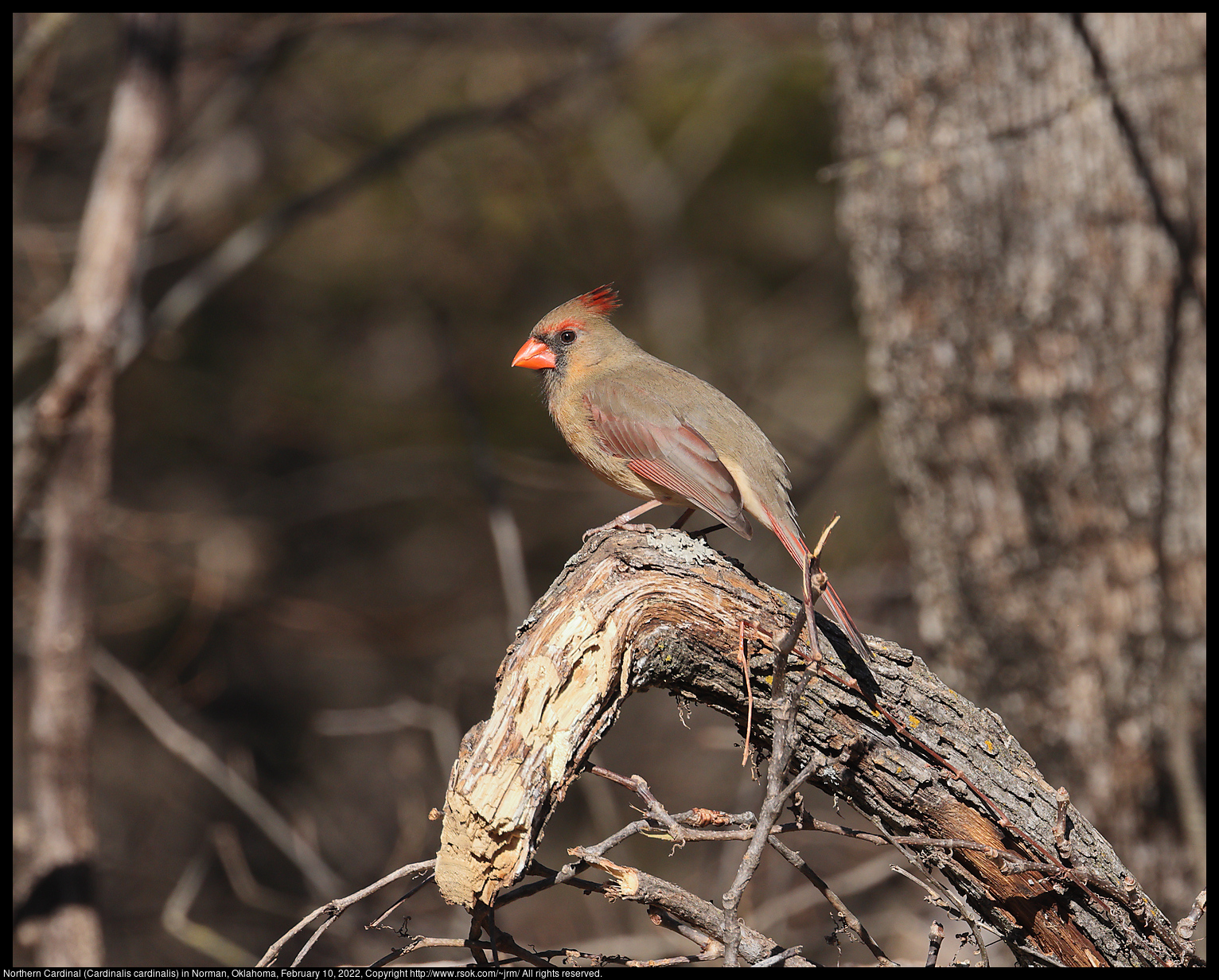 Northern Cardinal (Cardinalis cardinalis) in Norman, Oklahoma, February 10, 2022