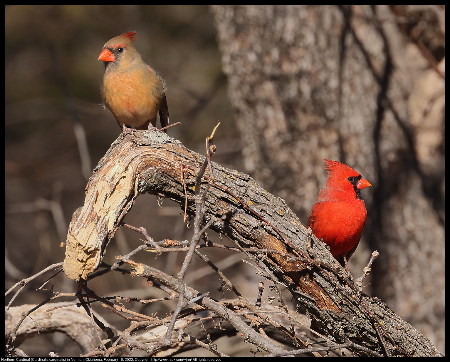 Northern Cardinal (Cardinalis cardinalis) in Norman, Oklahoma, February 10, 2022