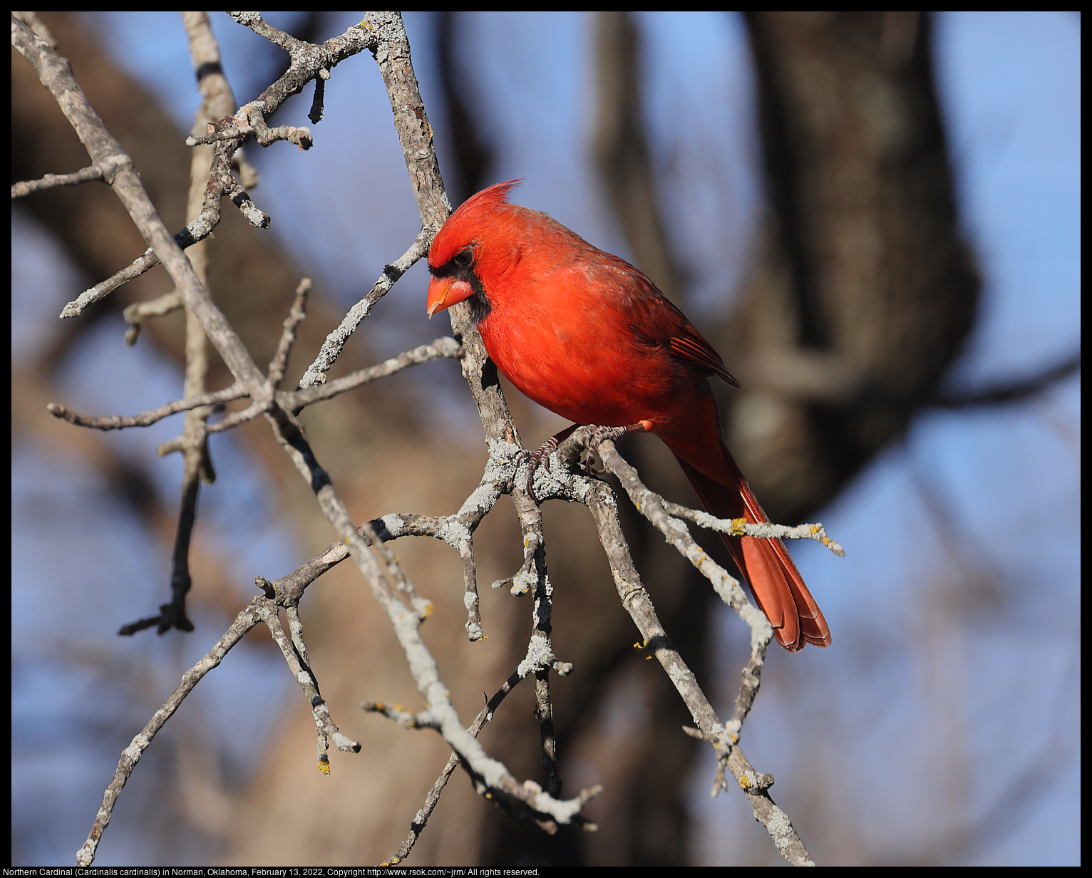 Northern Cardinal (Cardinalis cardinalis) in Norman, Oklahoma, February 13, 2022