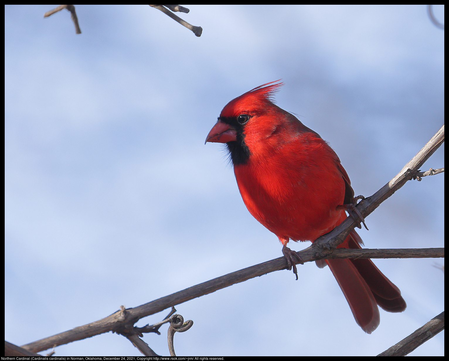 Northern Cardinal (Cardinalis cardinalis) in Norman, Oklahoma, December 24, 2021