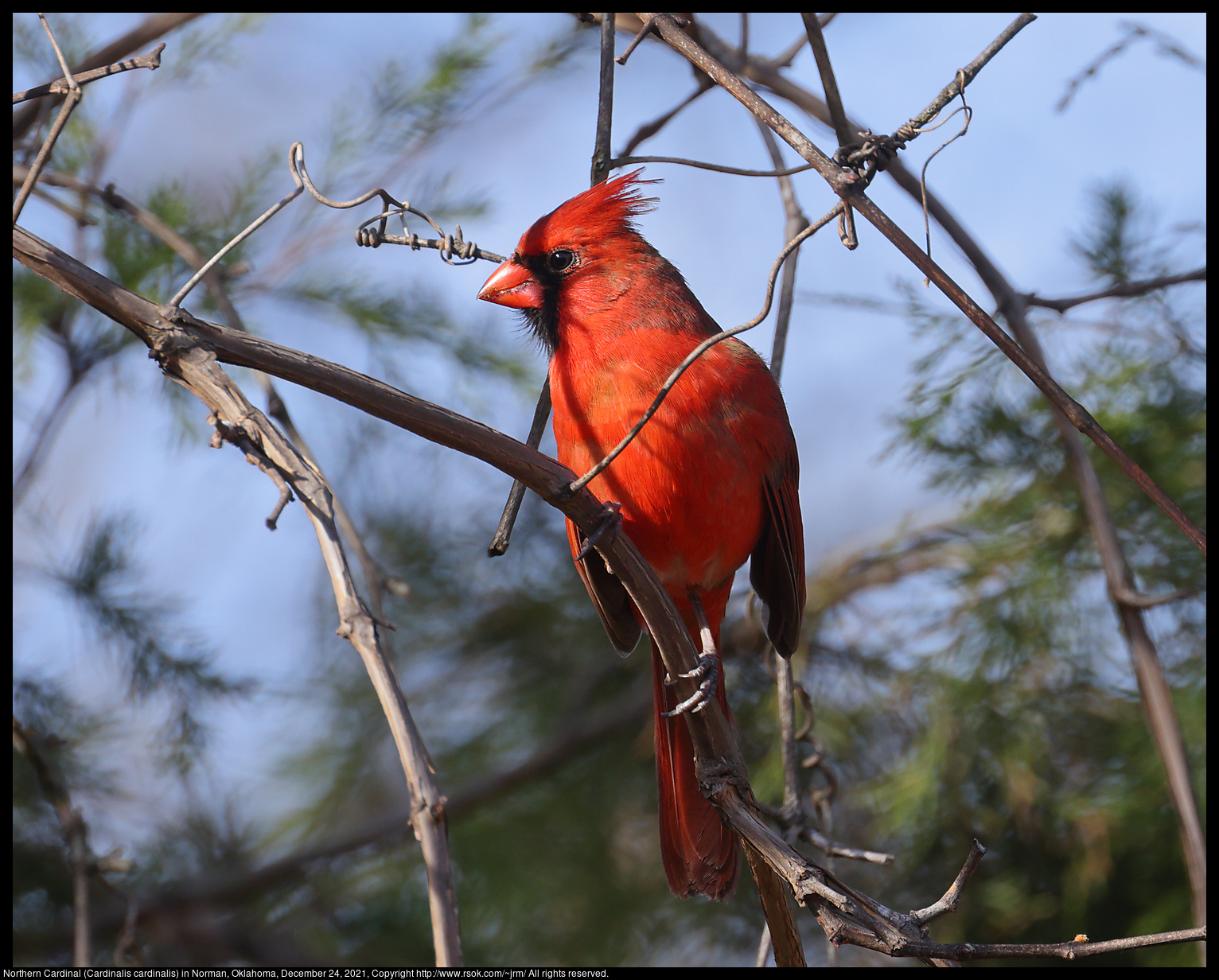 Northern Cardinal (Cardinalis cardinalis) in Norman, Oklahoma, December 24, 2021