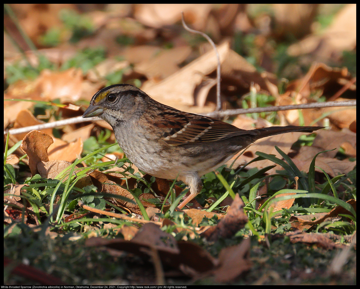 White-throated Sparrow (Zonotrichia albicollis) in Norman, Oklahoma, December 24, 2021