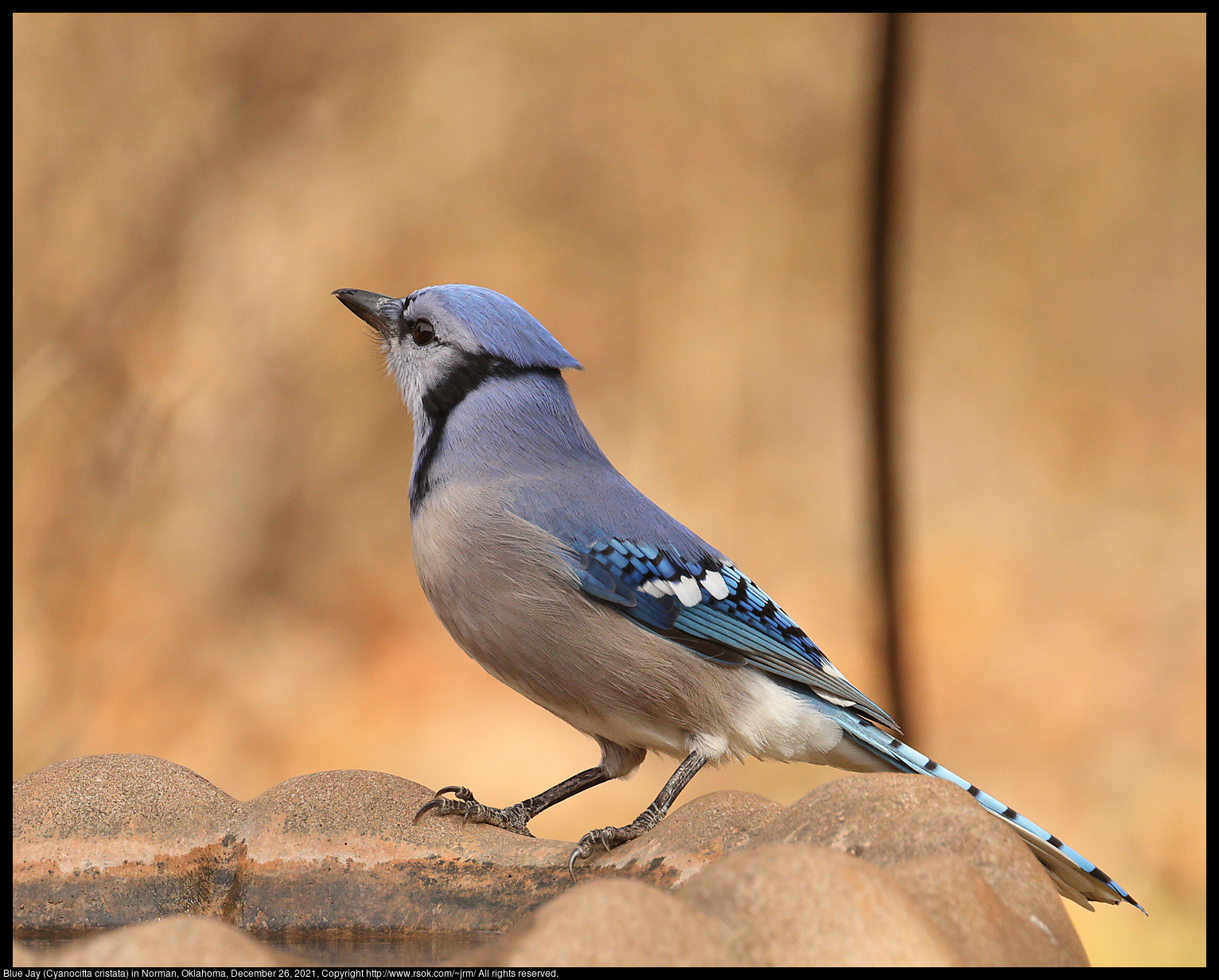 Blue Jay (Cyanocitta cristata) in Norman, Oklahoma, December 26, 2021