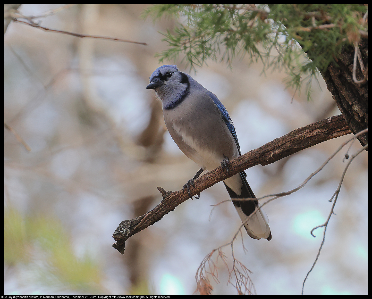 Blue Jay (Cyanocitta cristata) in Norman, Oklahoma, December 26, 2021