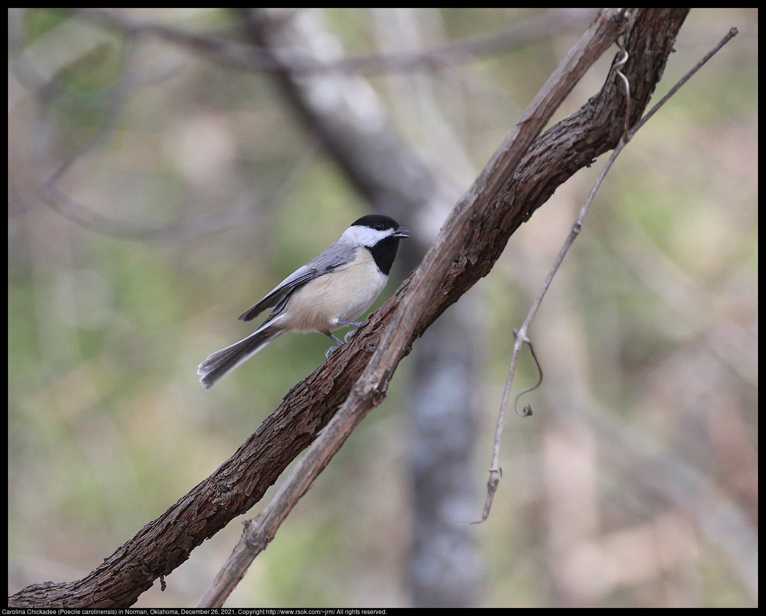 Carolina Chickadee (Poecile carolinensis) in Norman, Oklahoma, December 26, 2021